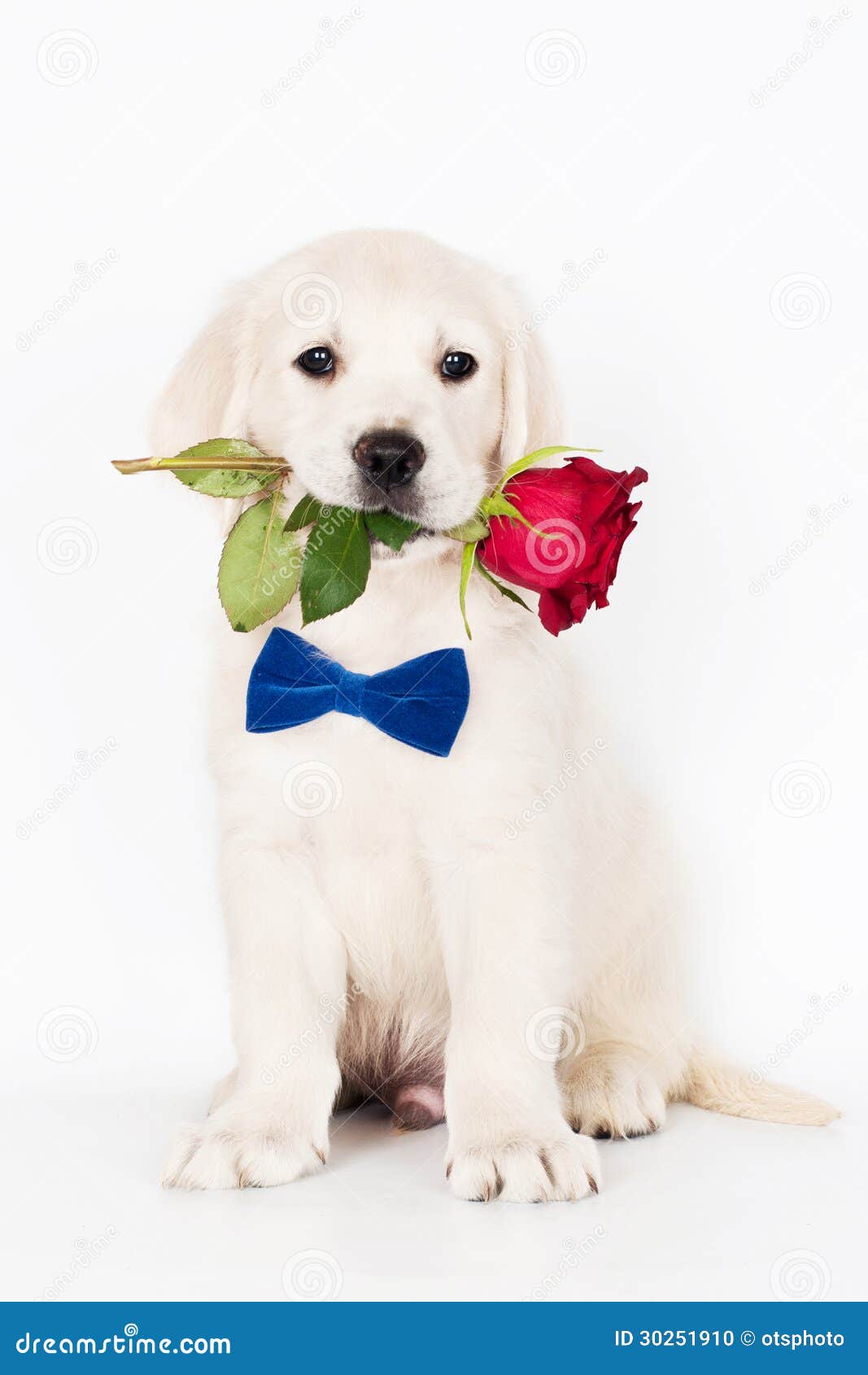 Golden Retriever Puppy Holding A Rose In His Mouth Stock Photo - Image ...