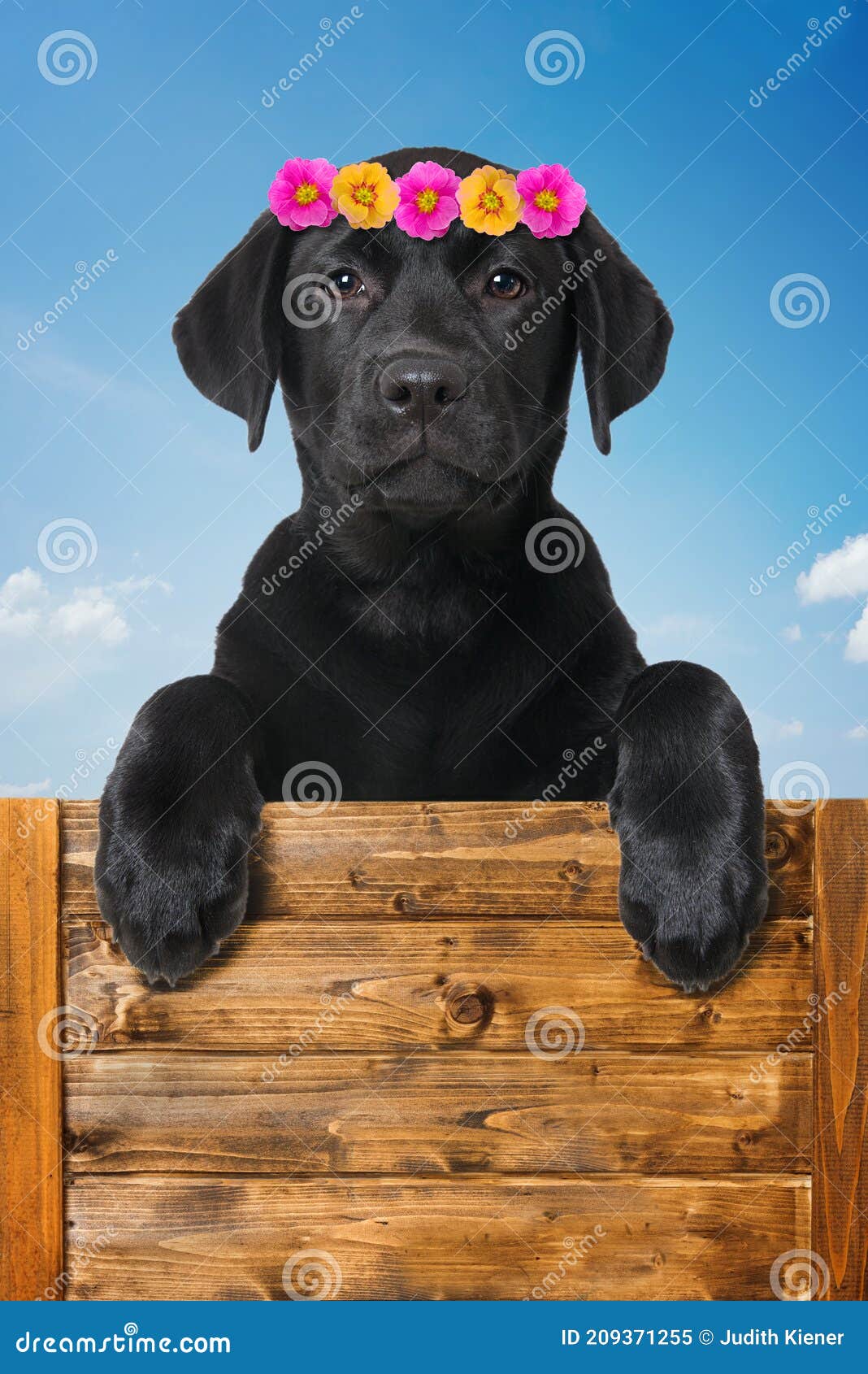 Labrador Retriever Puppy Looking Over a Wall Stock Illustration
