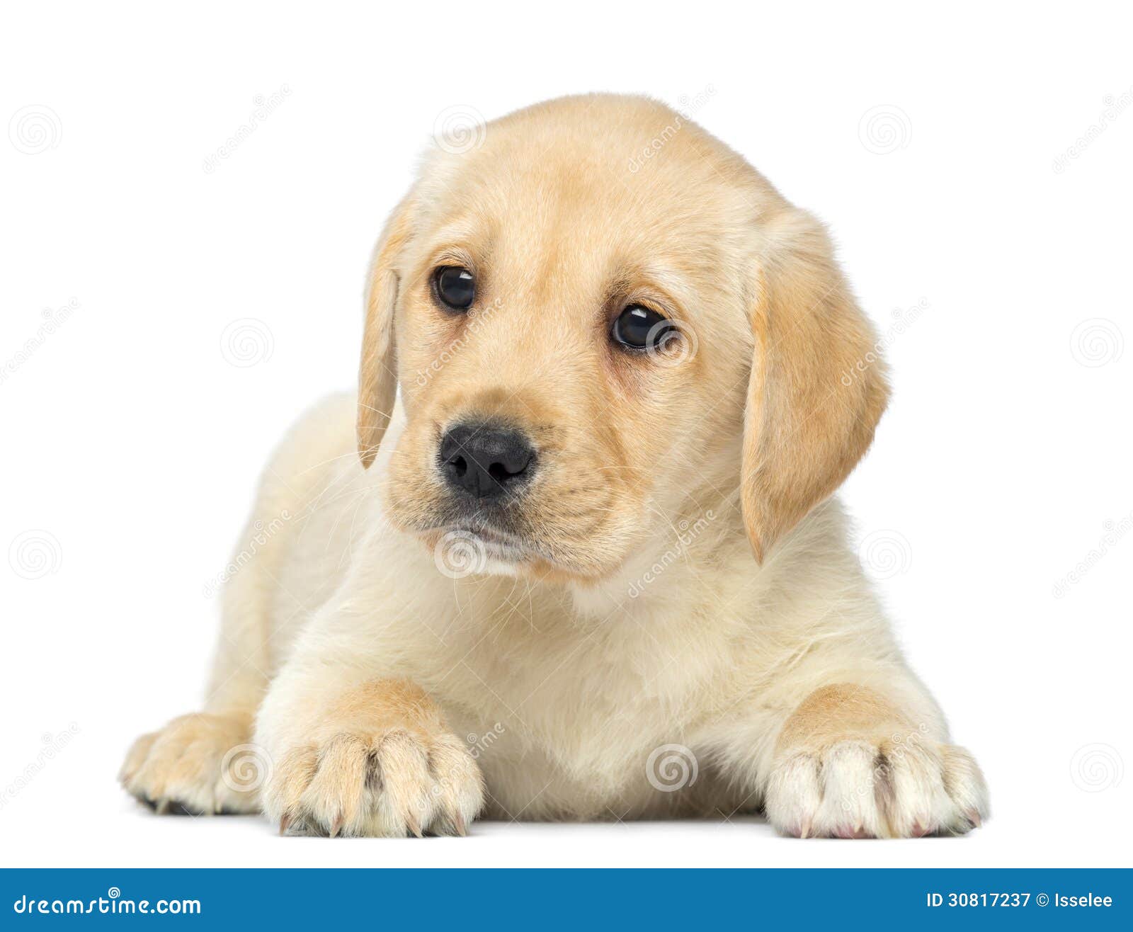 hardwerkend campus Afslachten Labrador Retriever Puppy Lying Down, 2 Months Old Stock Image - Image of  studio, whelp: 30817237