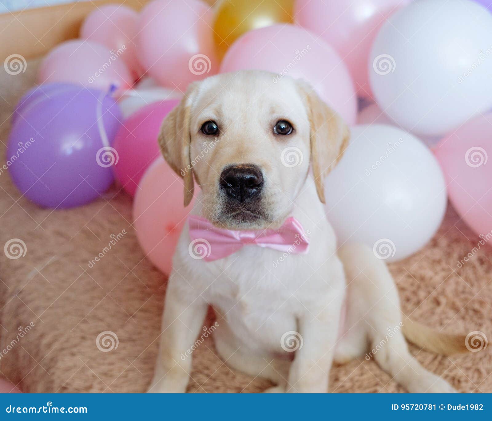 Puppy Pink Bow Stock Images Download 715 Royalty Free Photos
