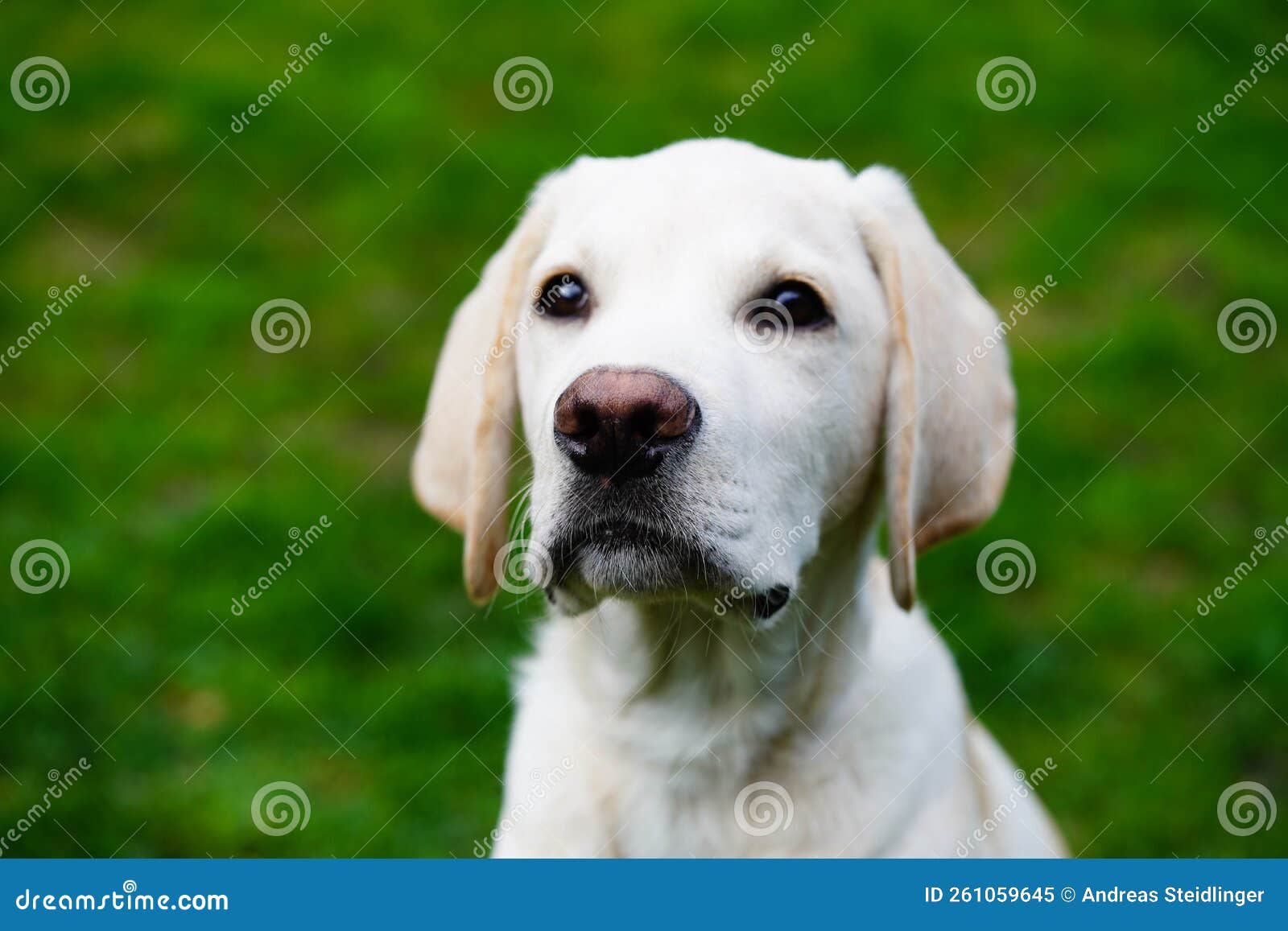 Labrador Puppy 4 Month Old Stock Photos - Free & Royalty-Free ...