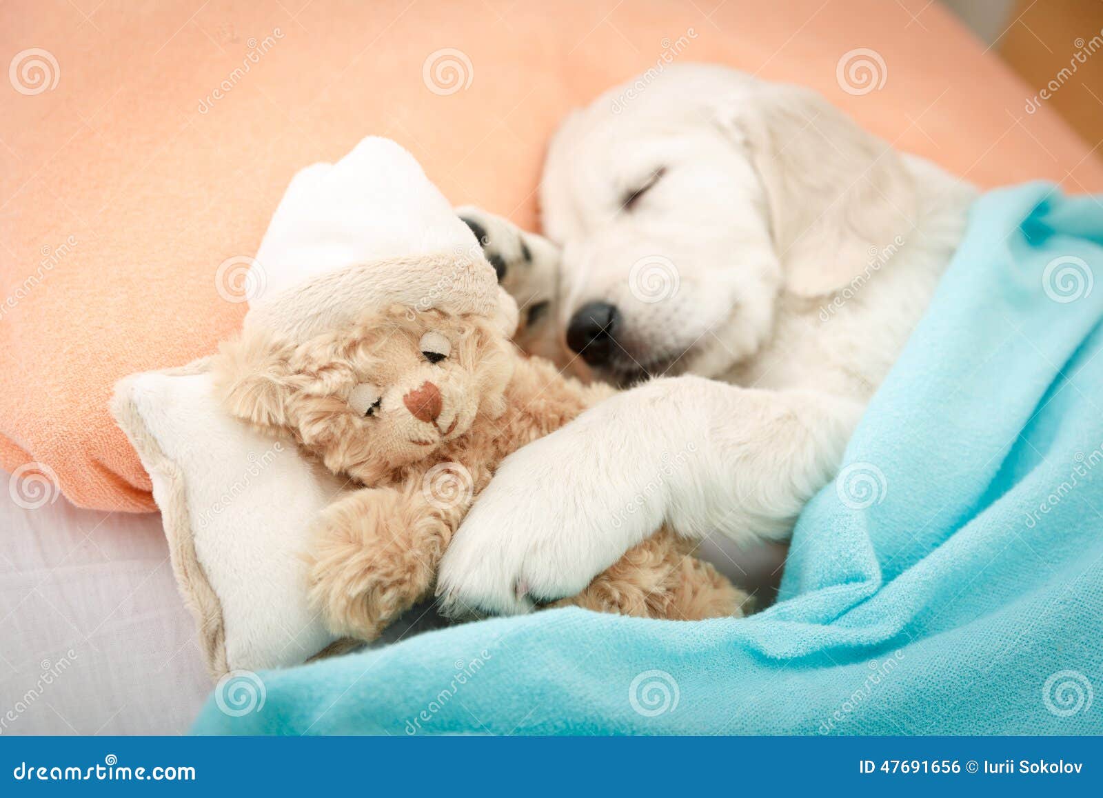 Labrador retriever puppy stock photo. Image of blanket 47691656