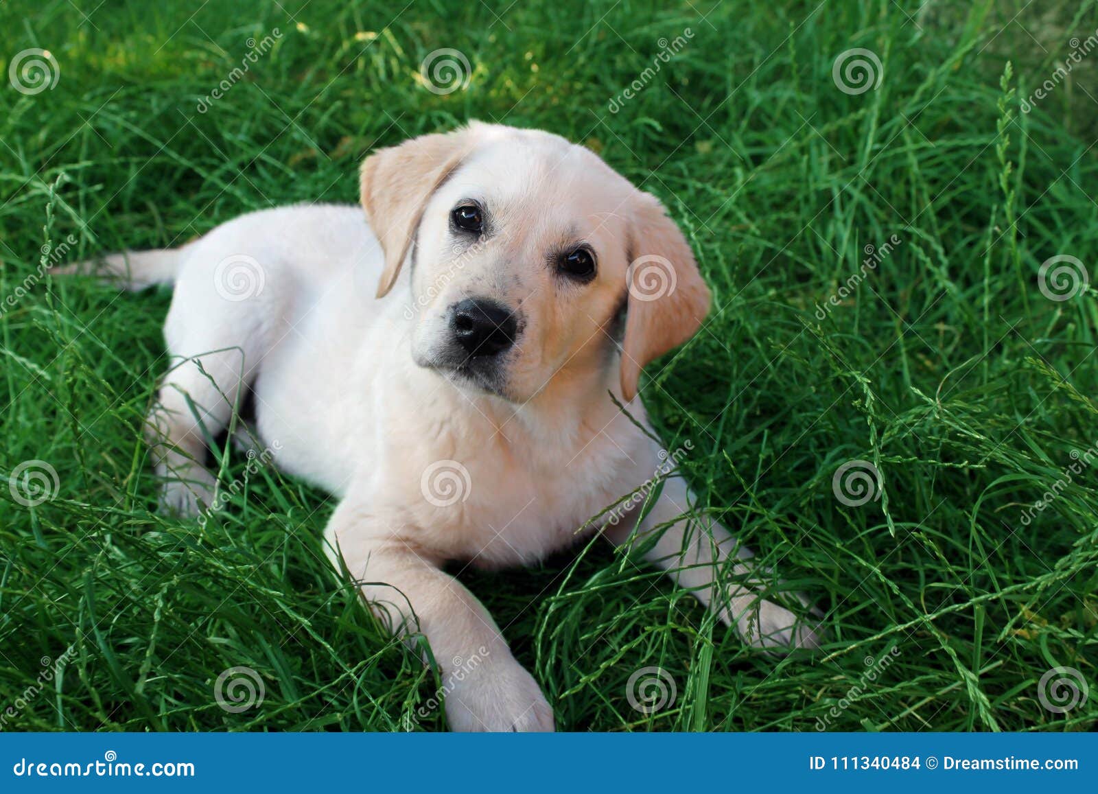 labrador retriever puppy tombed perrito