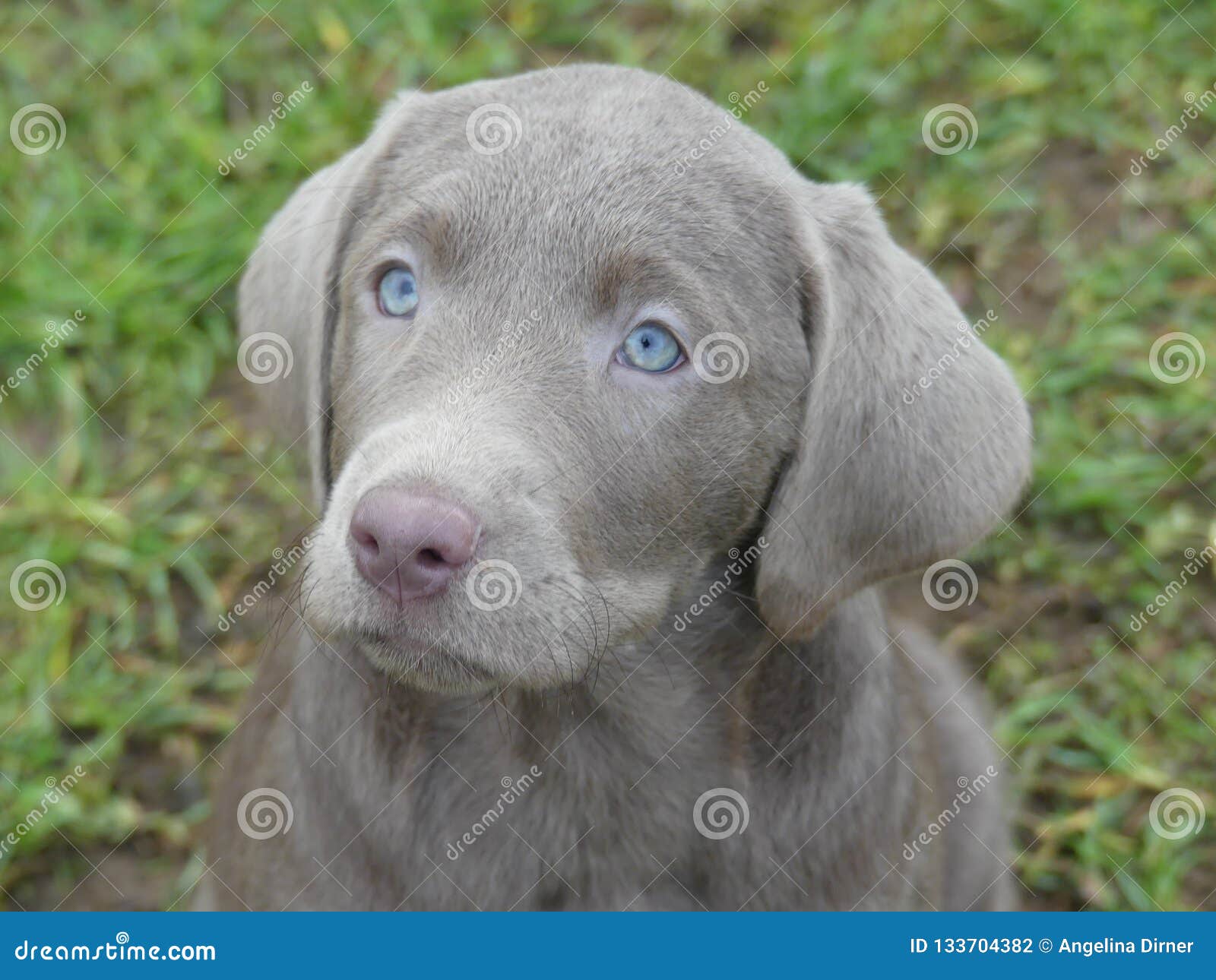 grey lab with blue eyes