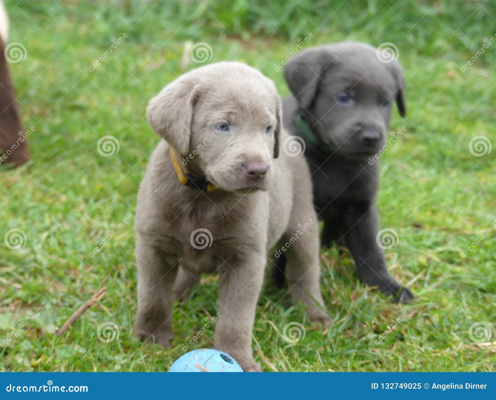 charcoal grey labrador