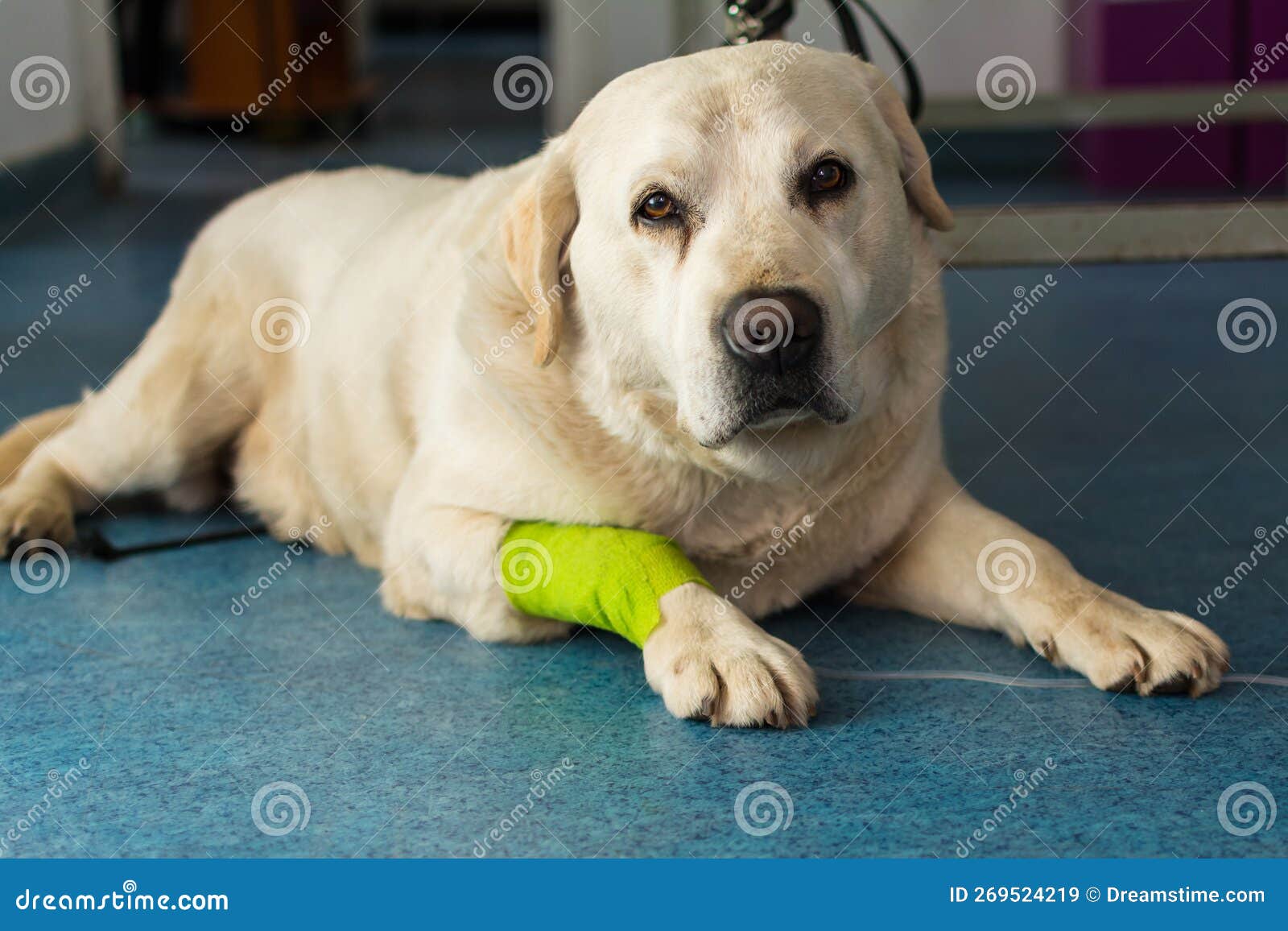 Labrador Retriever at the Veterinary Clinic Stock Image Image of