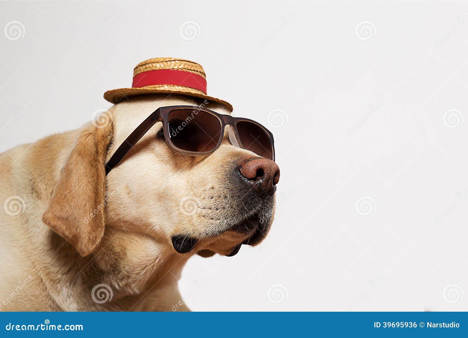 Labrador Retriever Wearing Sunglasses and Hat Stock Photo Image of