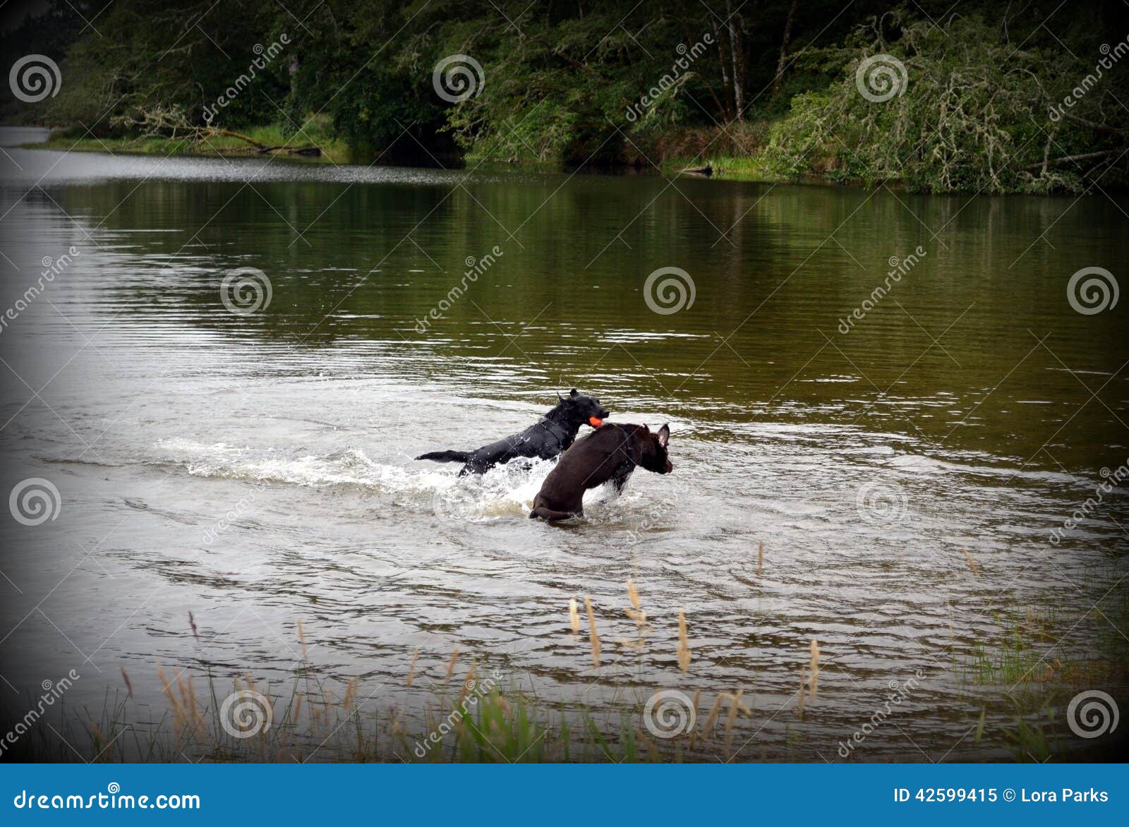 Labrador Retrievers in River in Oregon Stock Image Image of nature