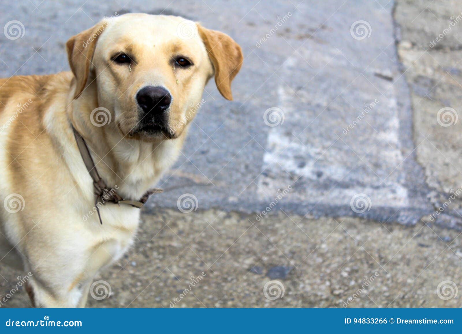 labrador retriver street dog