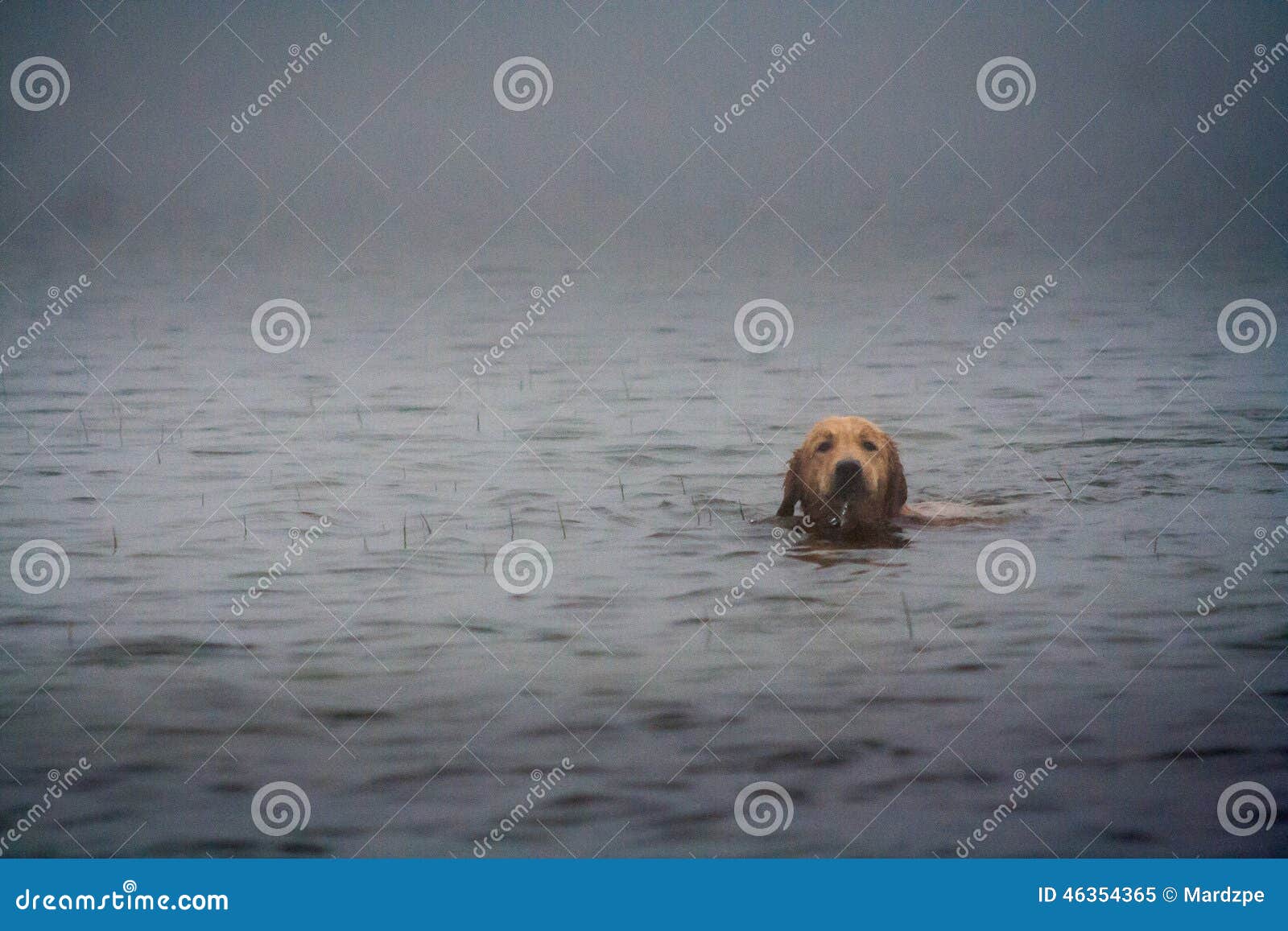 LabradorSchwimmen Im Wasser Stockbild Bild von apportierhund, jagd