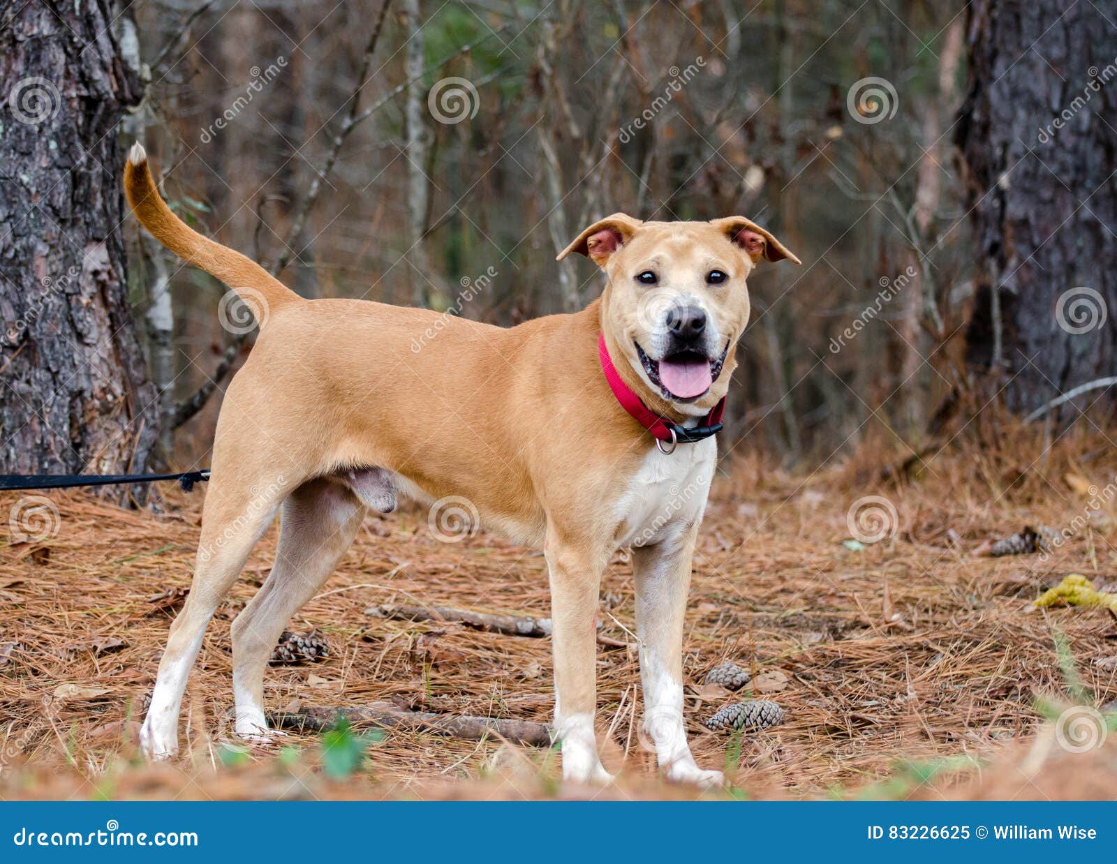 Labrador Shar Pei Mixed Breed Stock Image - of eyes, bulldog: 83226625