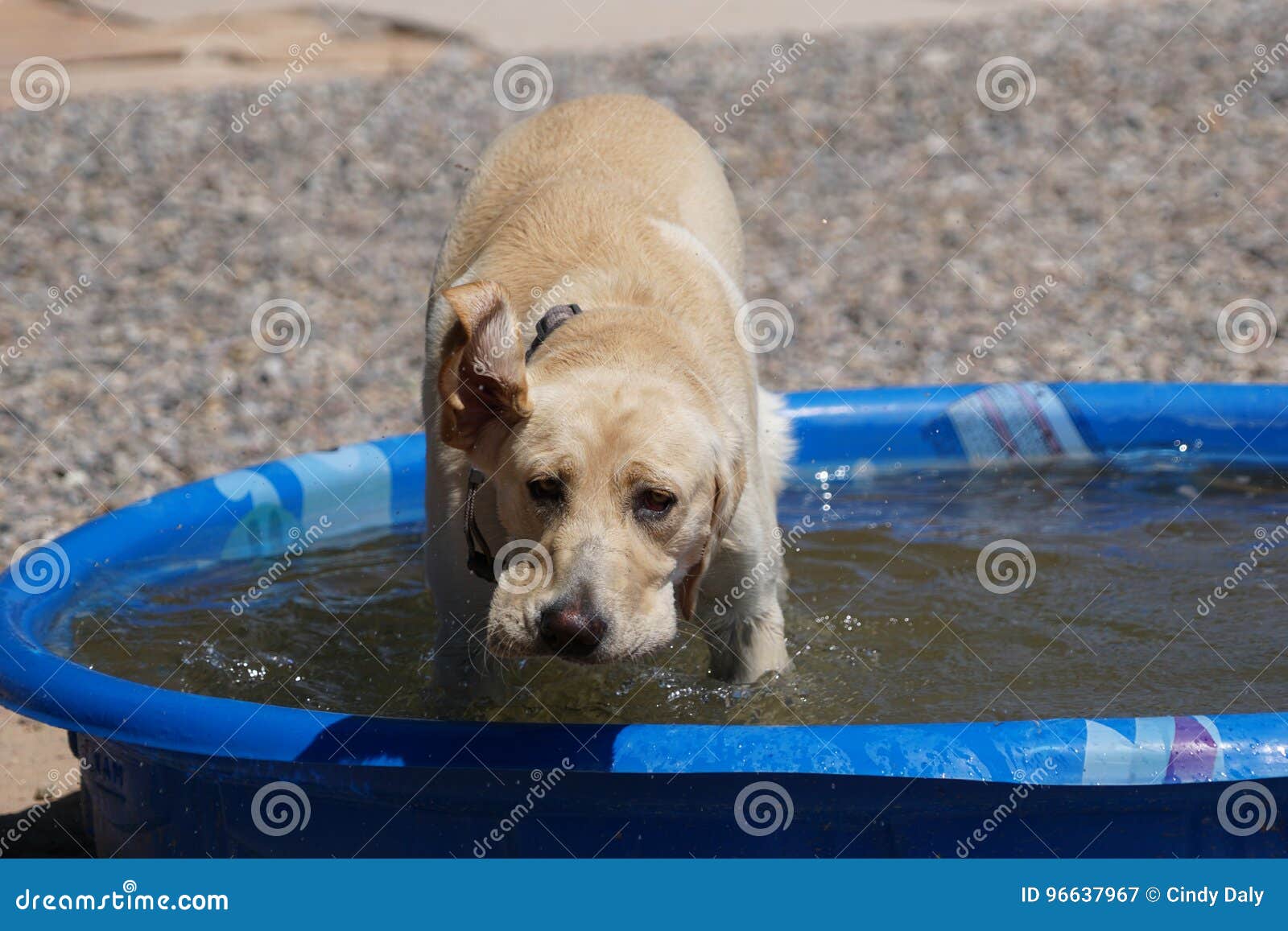 A Labrador Slow Motion Picture Of Her Shaking Her Wet Head Stock Image