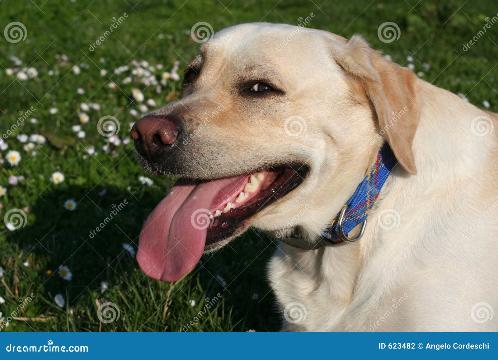 Labrador smiling hotsell
