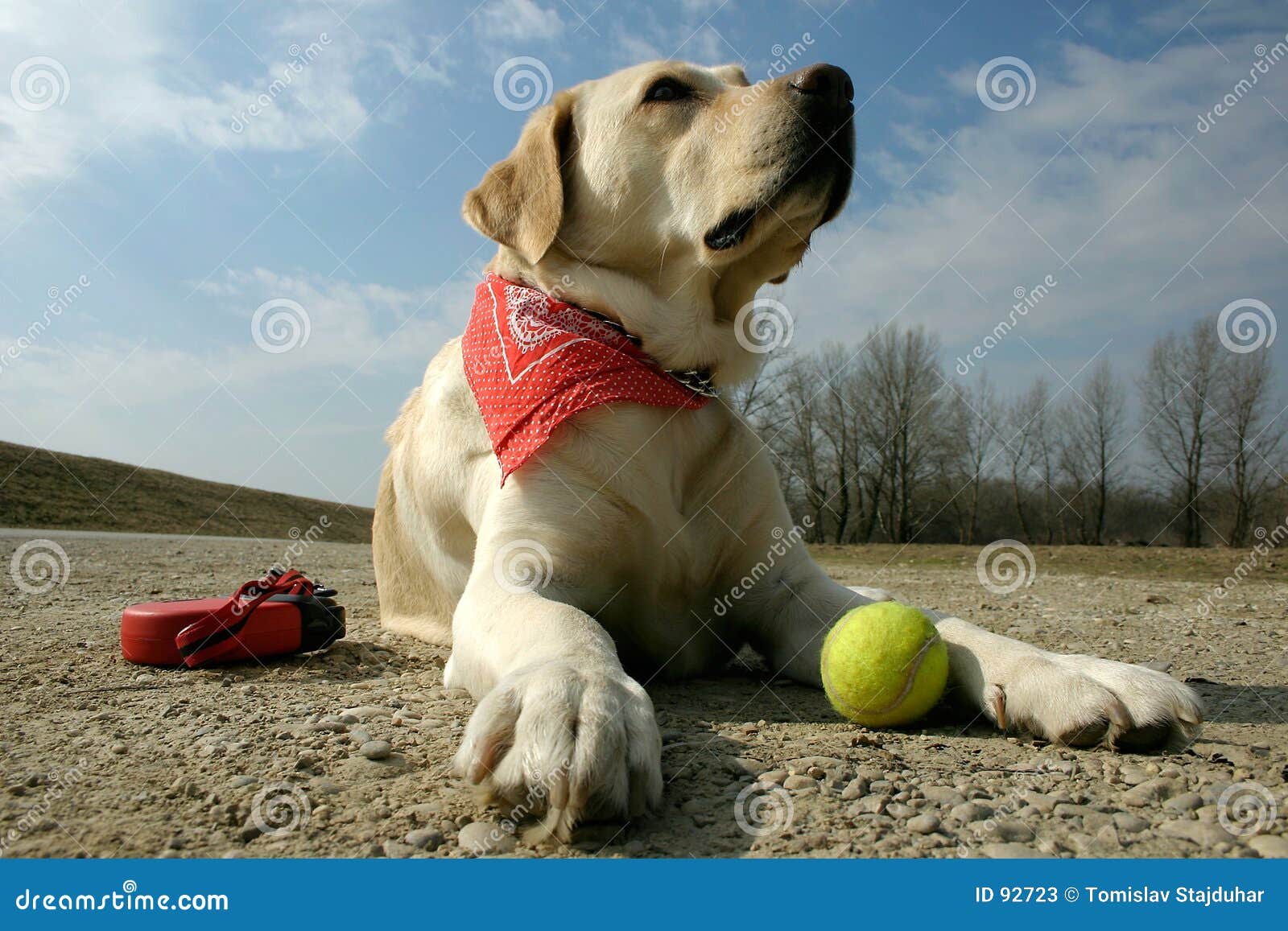 labrador and sunshine