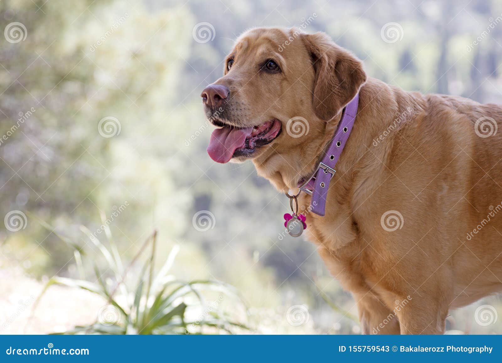 labrador female dog sweet macro portrait fifty megapixels