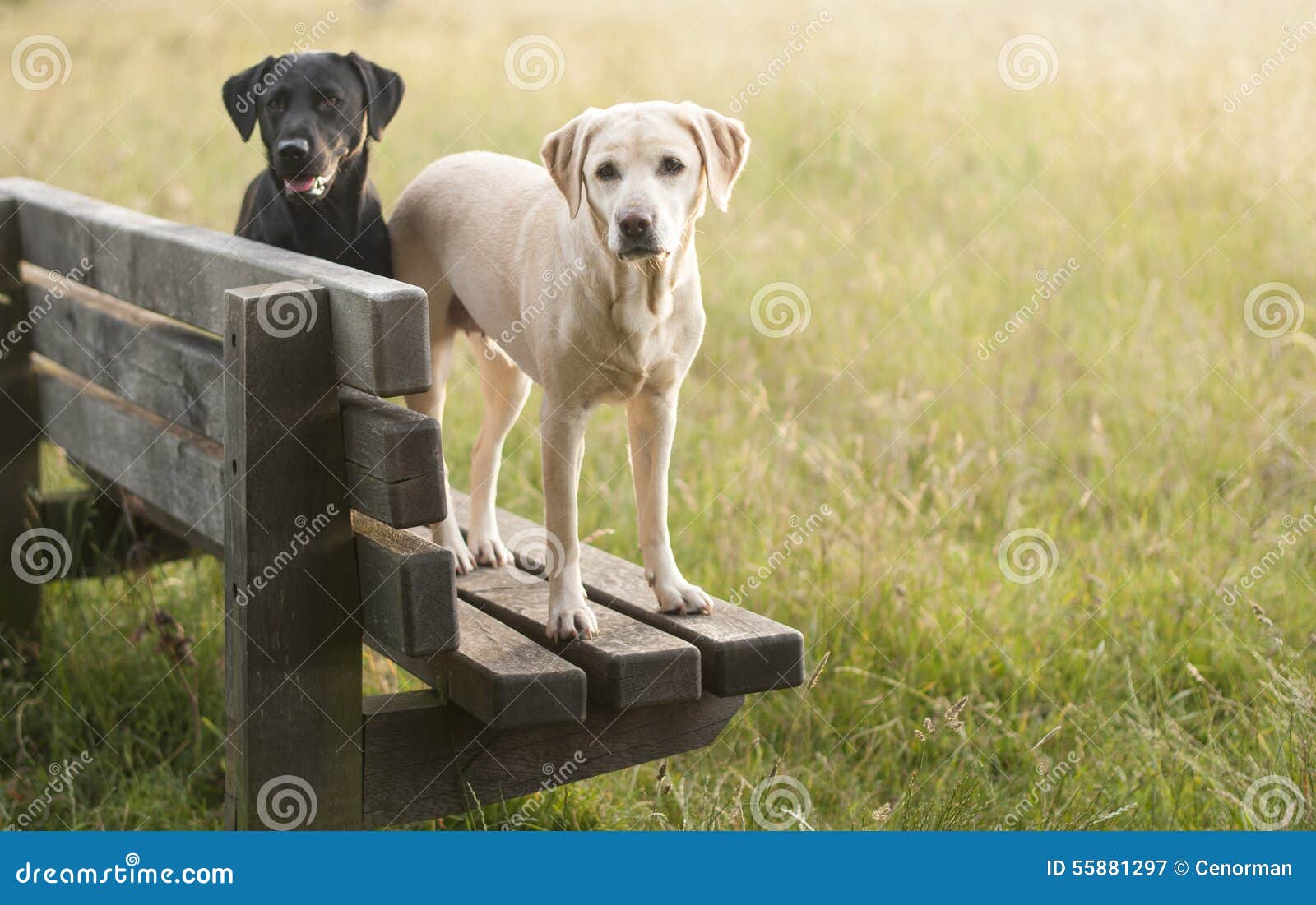 Labradors on a bench stock image. Image of labradors 55881297