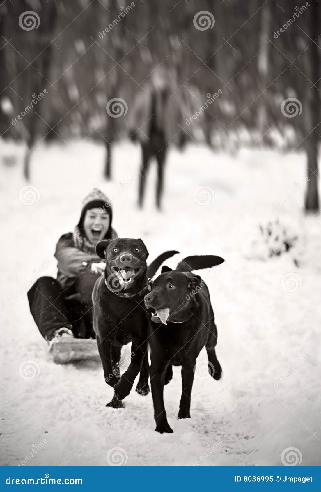labrador pulling on lead