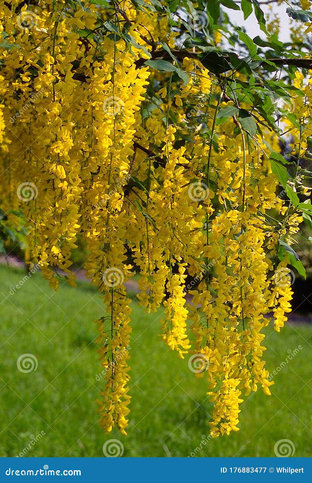 Laburnum Also Called Bean Tree Gold Rush Or Yellow Smoke Stock Image Image Of Shrub Plant Laburnum Also Called Bean Tree Gold Rush Or Yellow Smoke Stock Image Image Of Shrub Plant