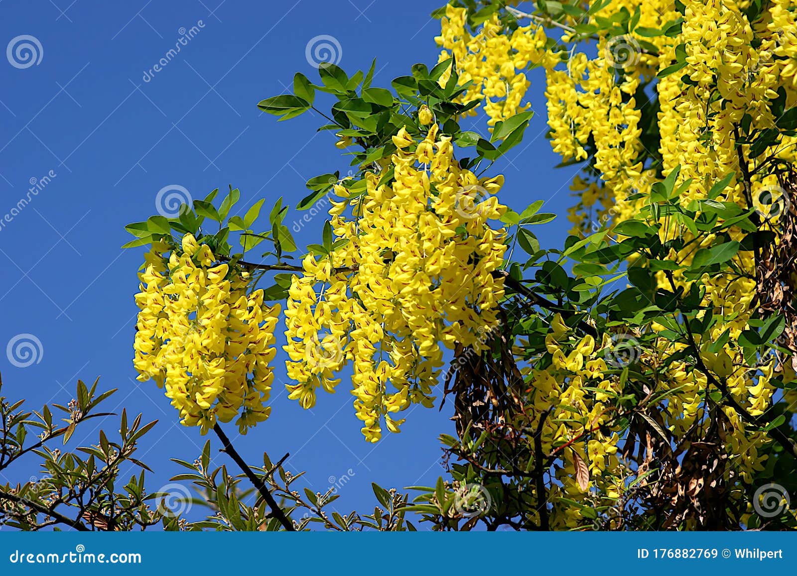 Laburnum Also Called Bean Tree Gold Rush Or Yellow Smoke Stock Image Image Of Blossom Plant Laburnum Also Called Bean Tree Gold Rush Or Yellow Smoke Stock Image Image Of Blossom Plant