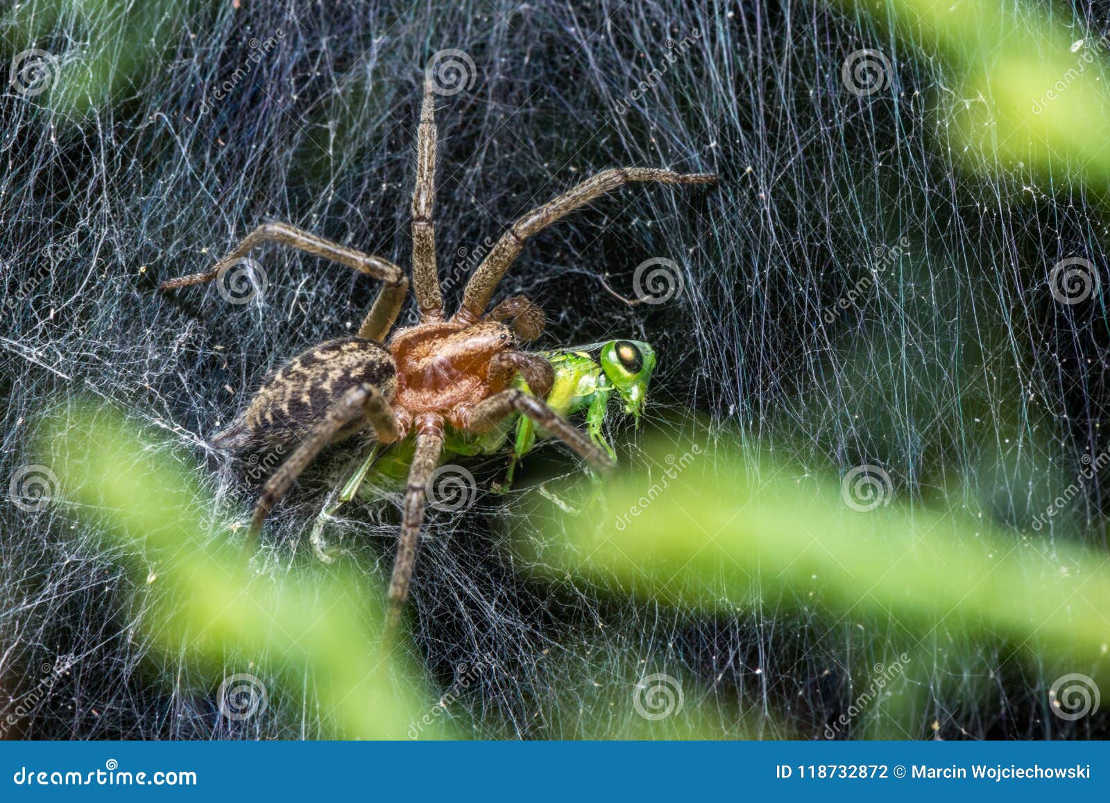 labyrinth spider eating grasshopper
