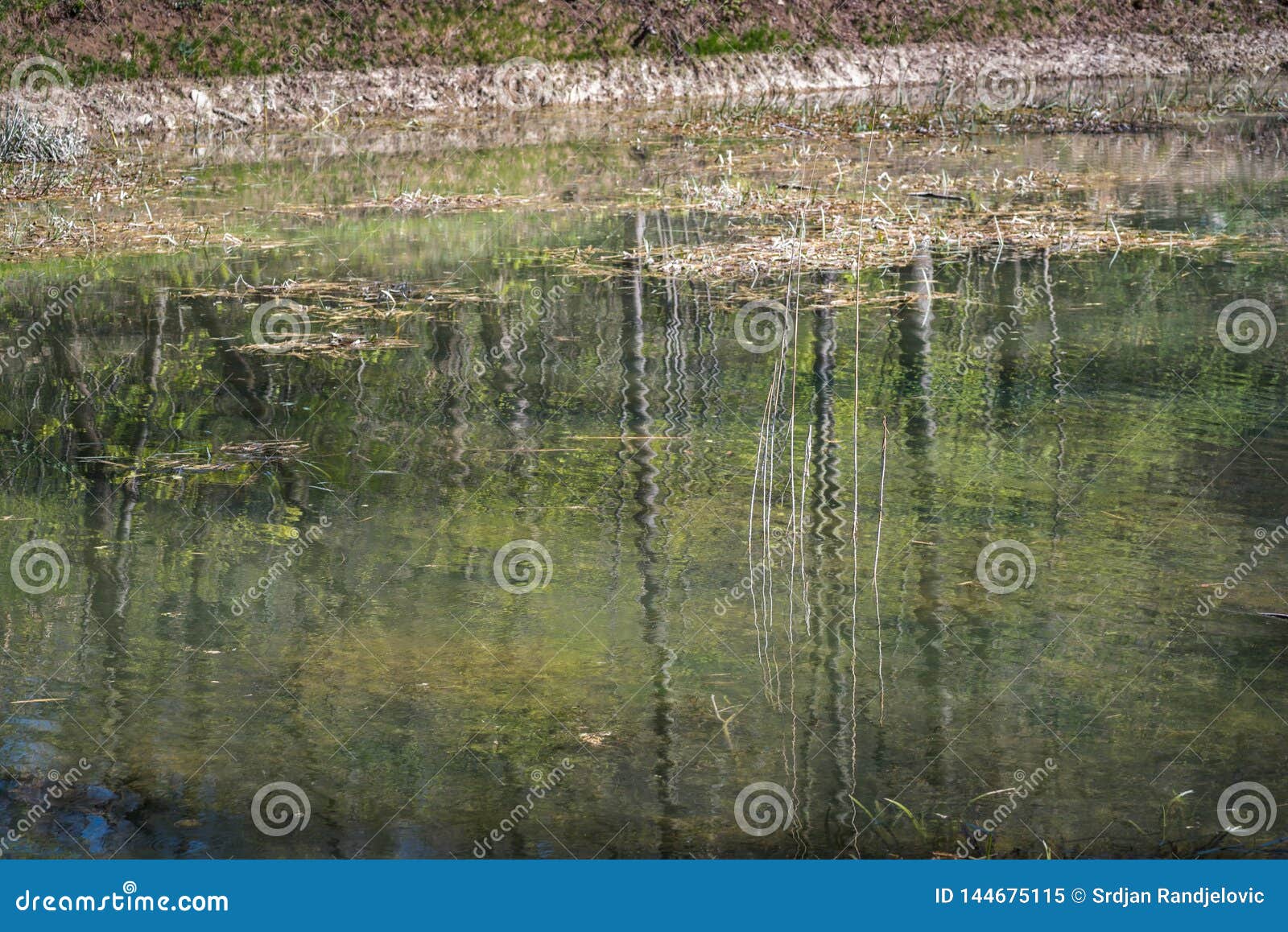 Lac Ou Etang Vert Avec L Herbe De L Eau Dans La Nature Image Stock Image Du Jungle Pelouse Lac Ou Etang Vert Avec L Herbe De L Eau Dans La Nature Image Stock Image Du Jungle Pelouse