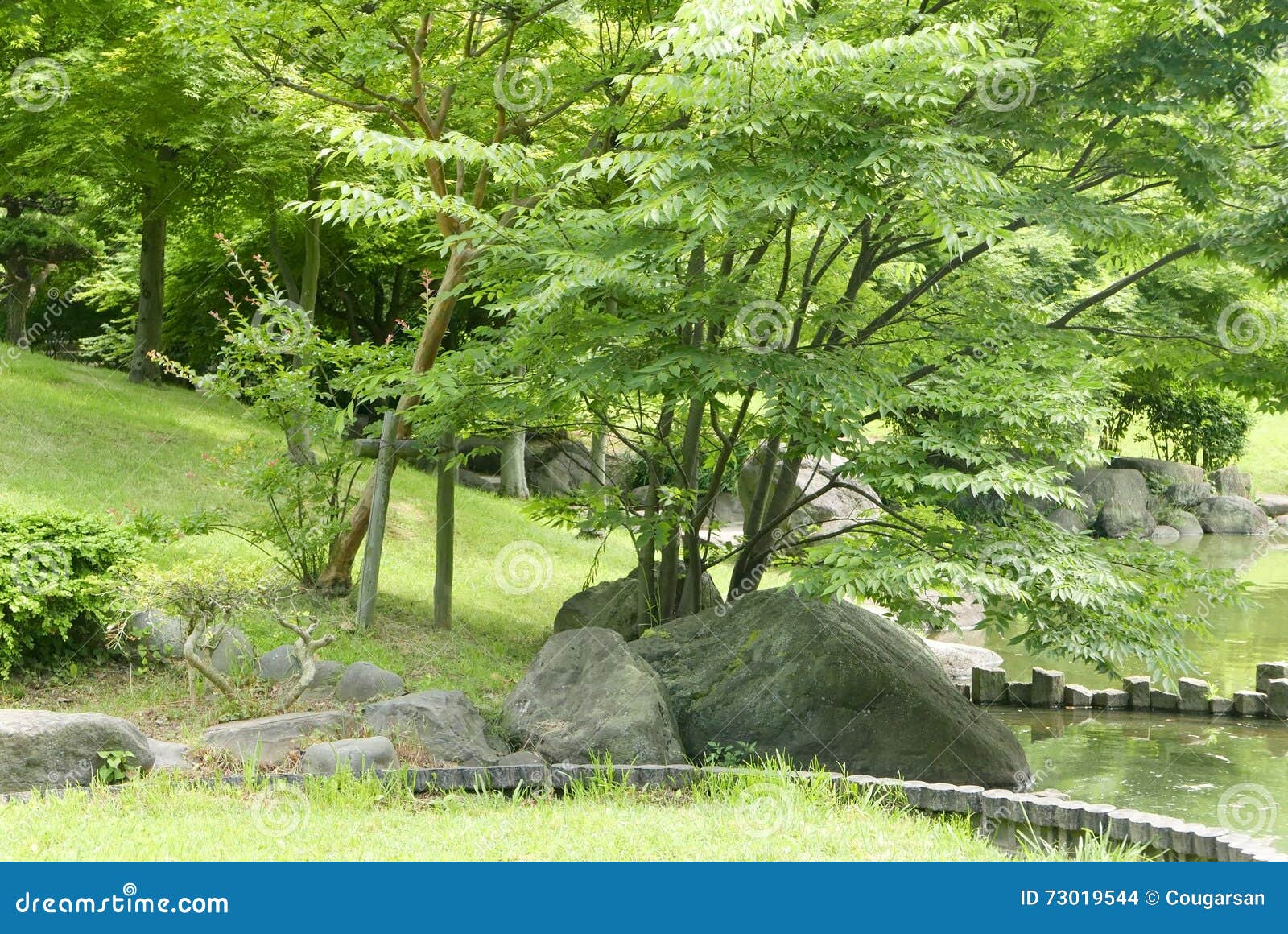 Lac, Plante Verte, Arbre, Herbe Dans Le Jardin Japonais De Zen Photo stock  - Image du sapins, jardin: 73019544