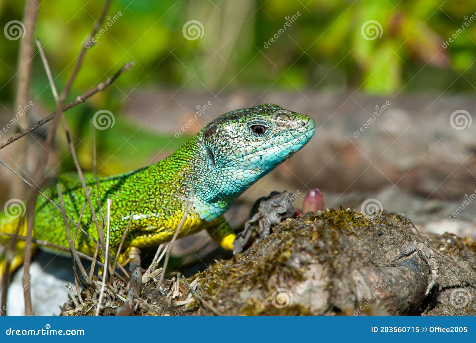 Lacerta Viridis European Green Lizard Stock Image Image Of