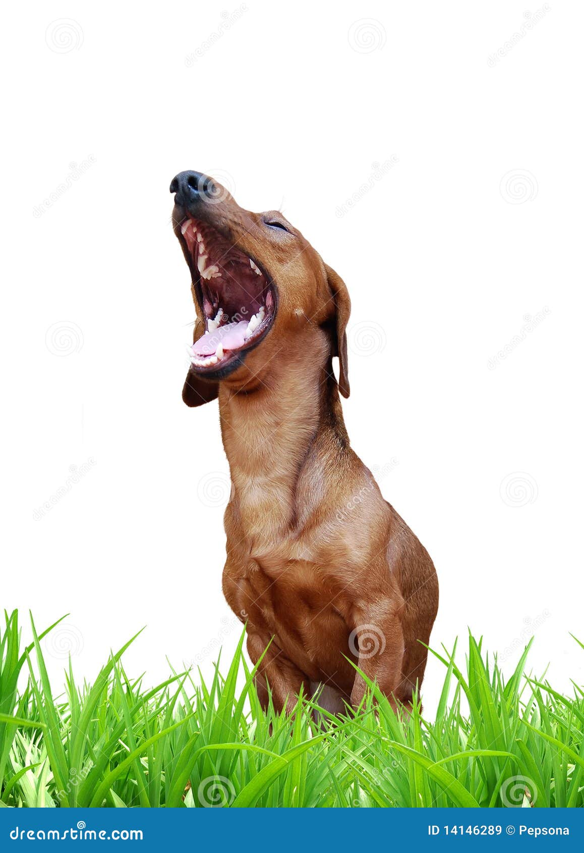 Lachender Hund stockbild. Bild von dachshund, öffnung 14146289