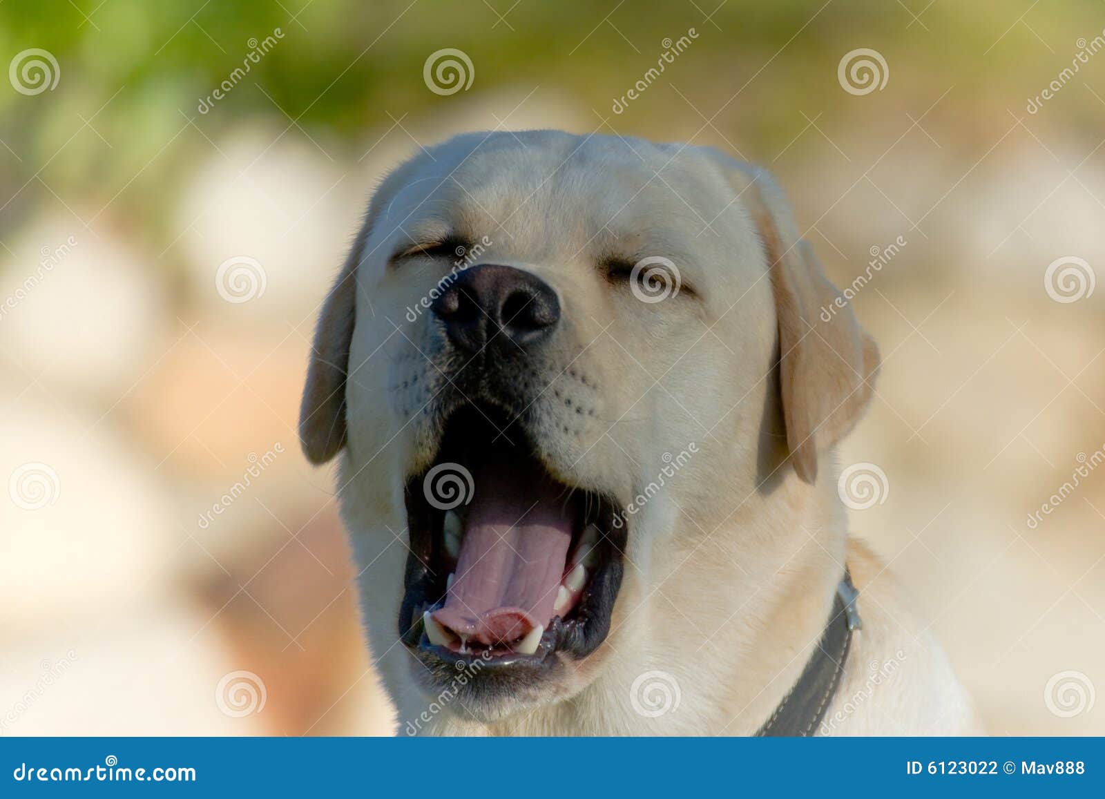 Lachender Hund stockfoto. Bild von lustig, stellring, spaß 6123022