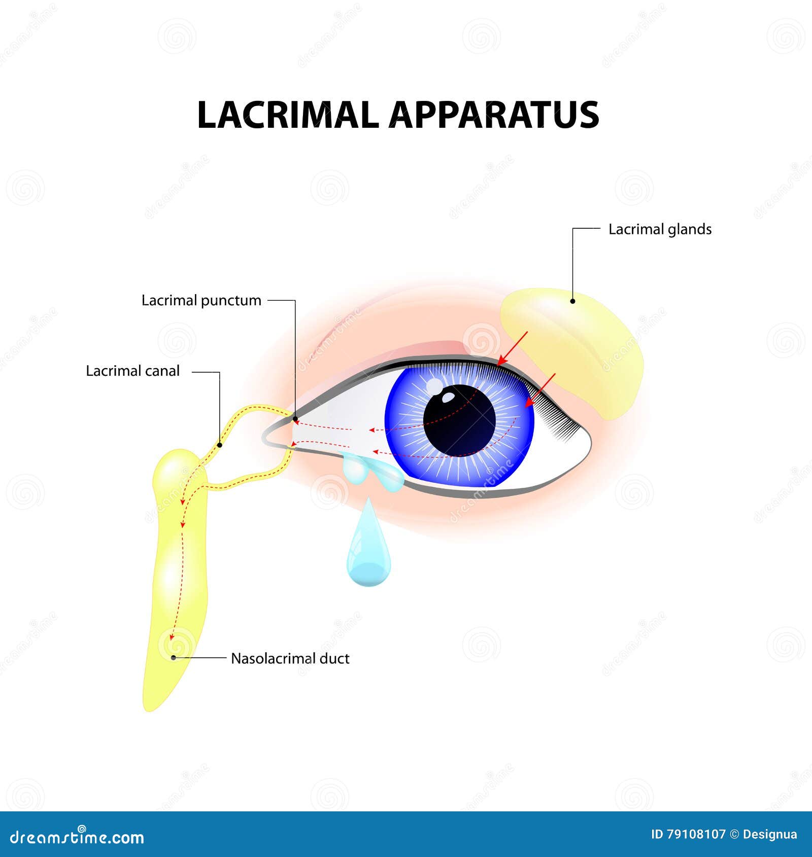 lacrimal apparatus