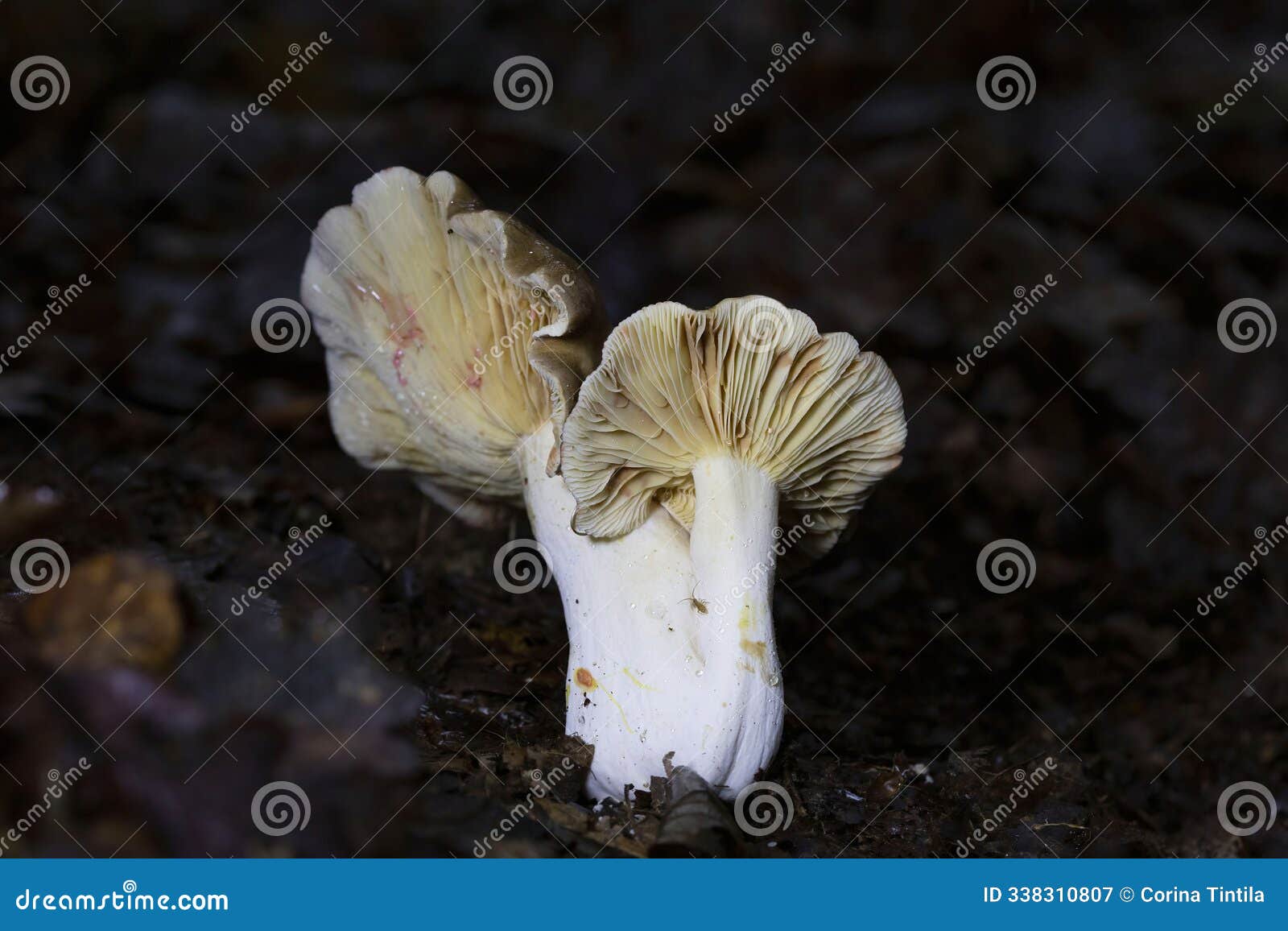 lactarius acris is a member of the large milk-cap genus lactarius