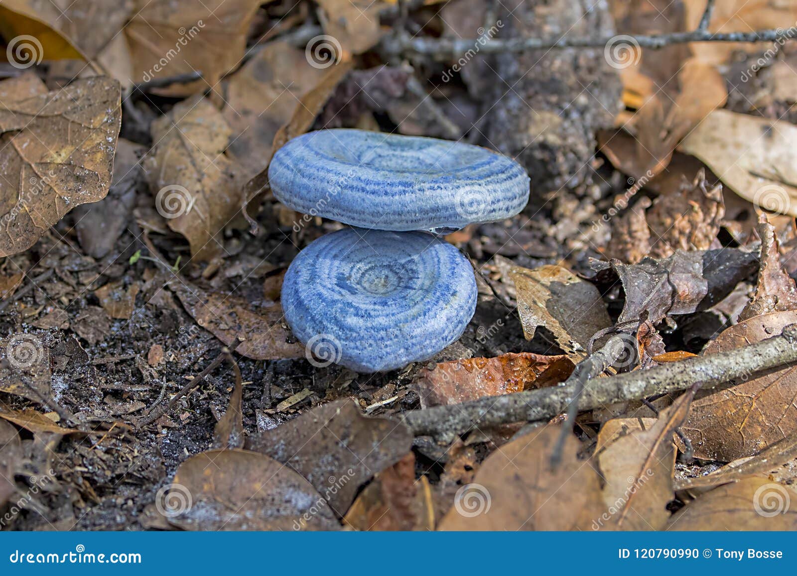 lactarius indigo or blue milk mushrooms