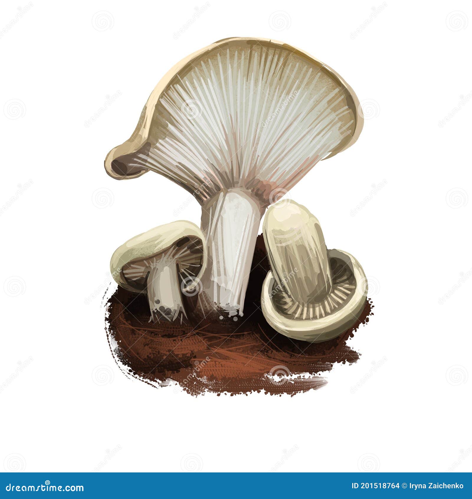 Lactarius Pallidus Or Pale Milkcap Mushroom Closeup Digital Art ...