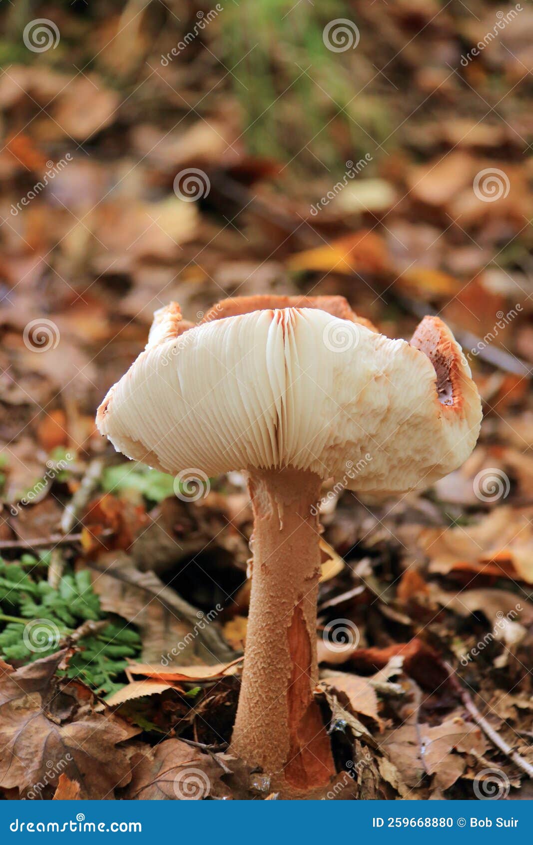 lactarius tabidus autumn mushroom growing in soil