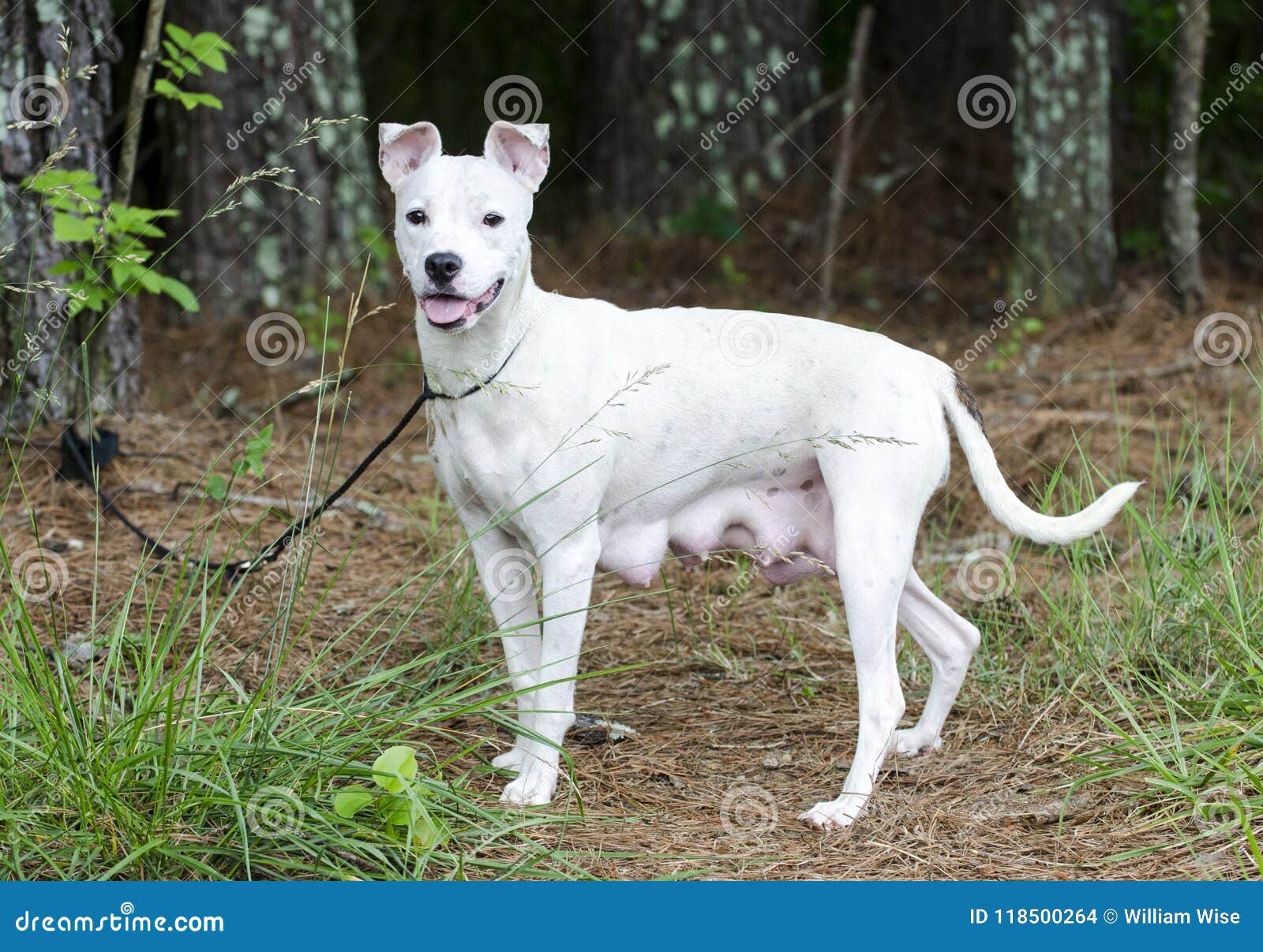 white terrier pitbull