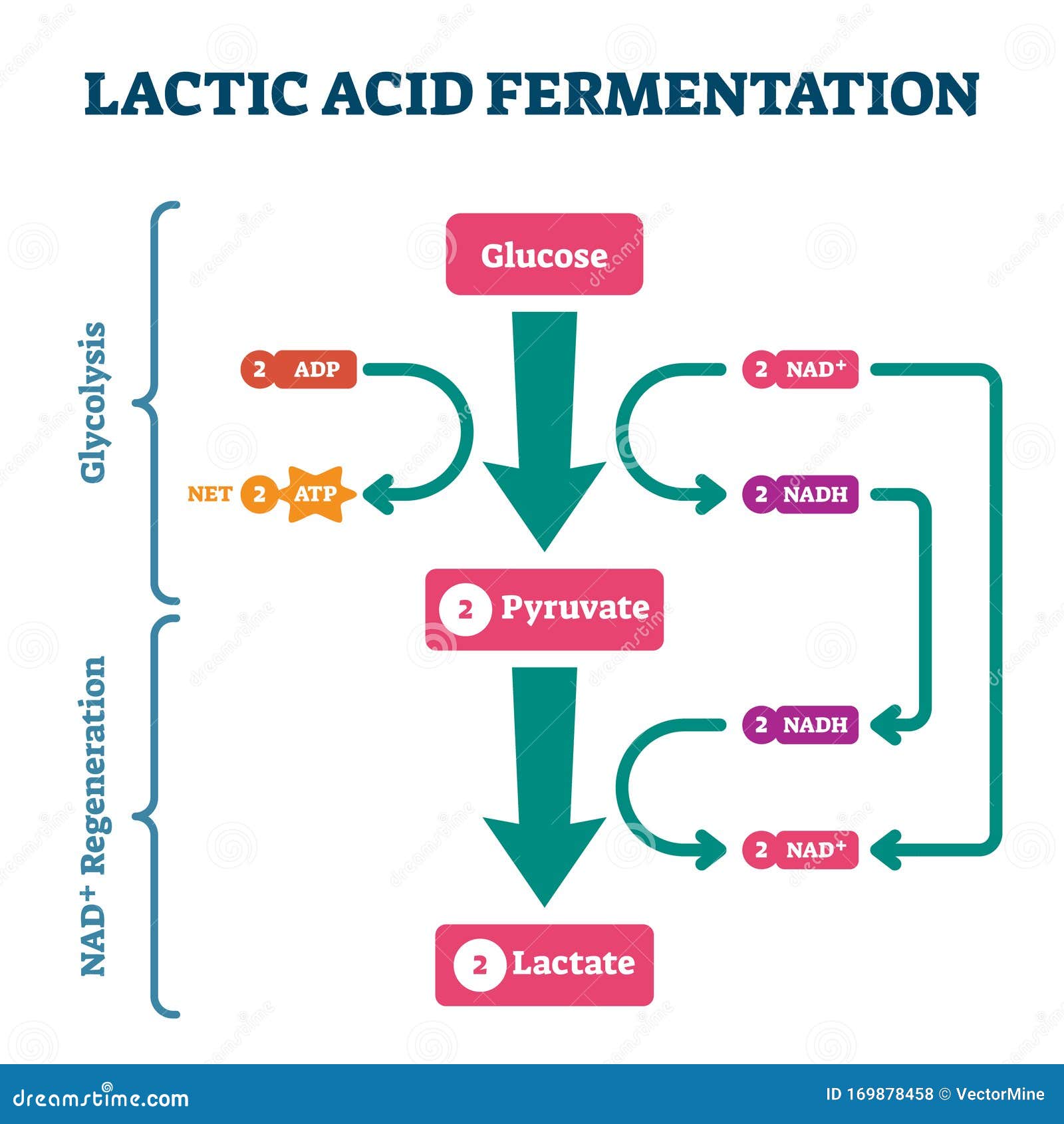 lactic acid fermentation process scheme, labeled   diagram