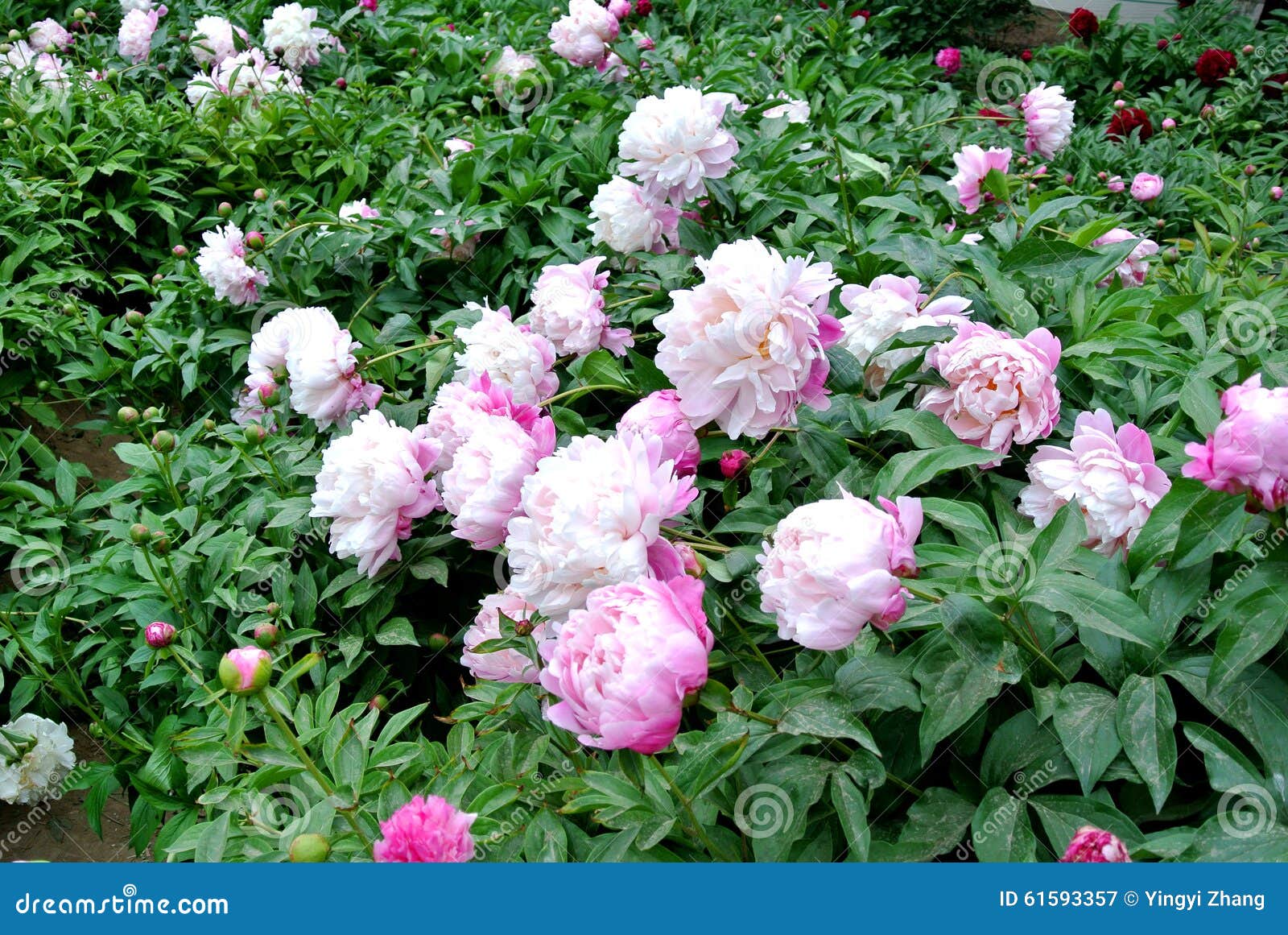 Lactiflora Erbaceo Cinese Di Fiore-Paeonia Della Peonia Immagine Stock -  Immagine di peonia, cinese: 61593357