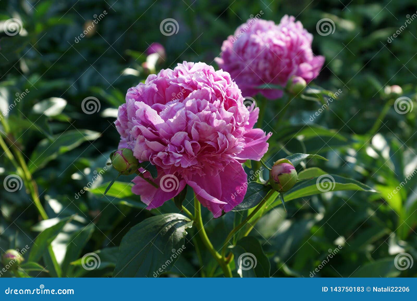 Lactiflora Monsieur Jules Elie di Paeonia Â Fiore della Peonia Di Rosa Del  Doppio Di Â Peonia Cinese Di Lactiflora Di Paeonia O P Immagine Stock -  Immagine di cinese, flora: 143750183