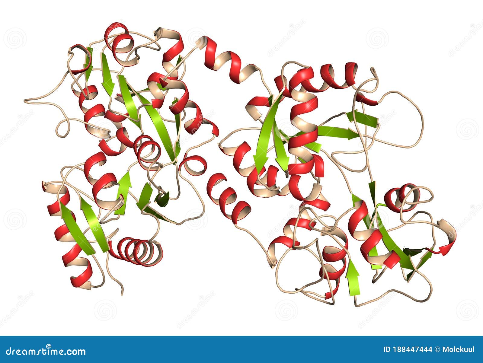 Lactoferrin Protein. Lactoferrin is an Ironbinding Protein that is