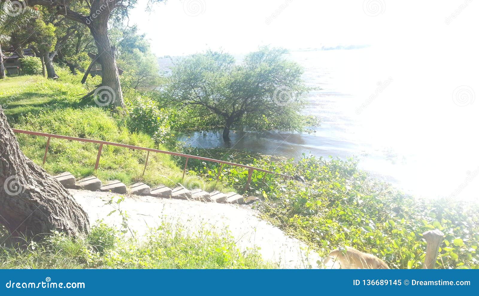 ladder that goes down to a river.