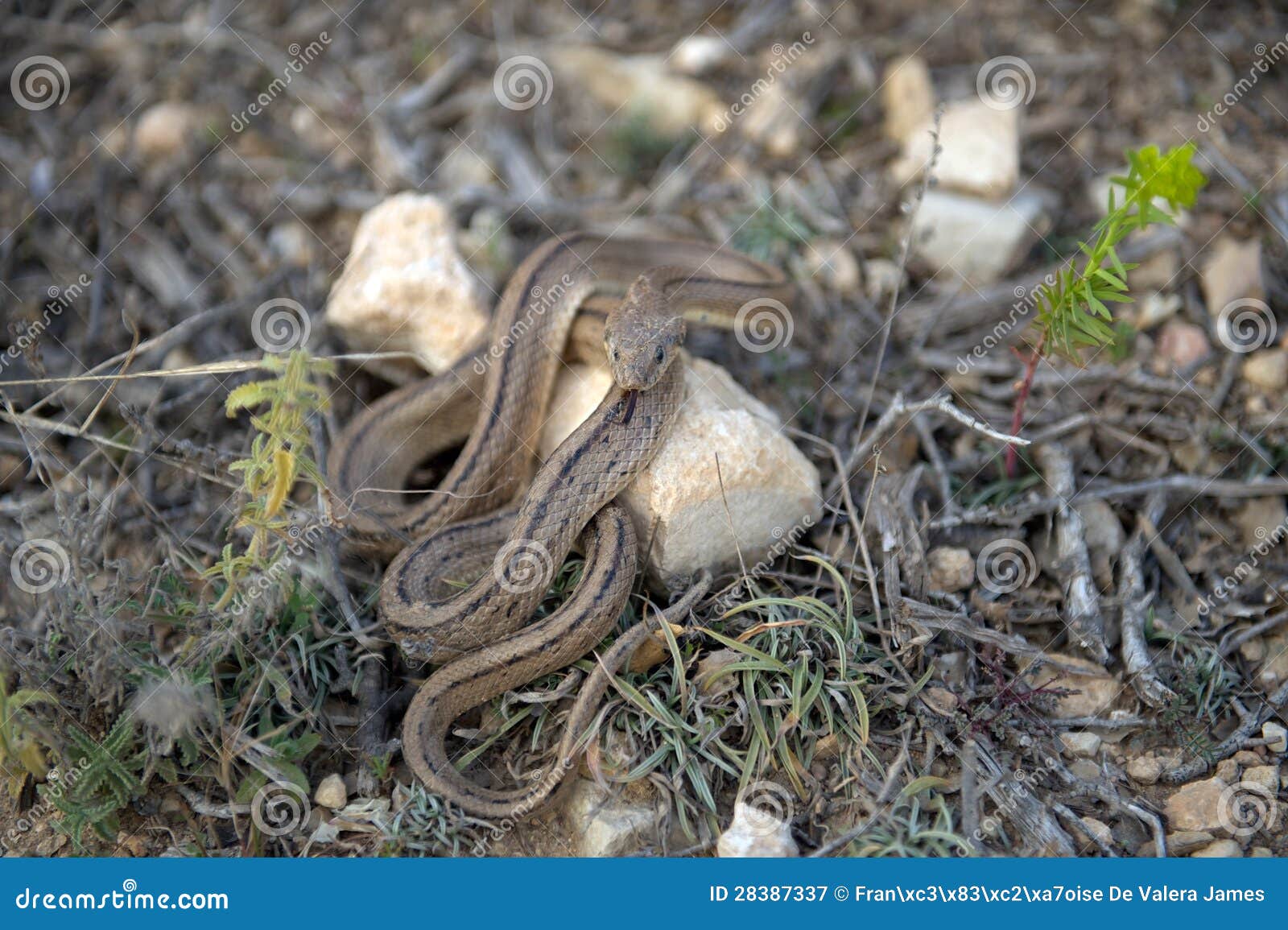 Ladder Snake with Forked Tongue Protruding, Spain Stock Image Image