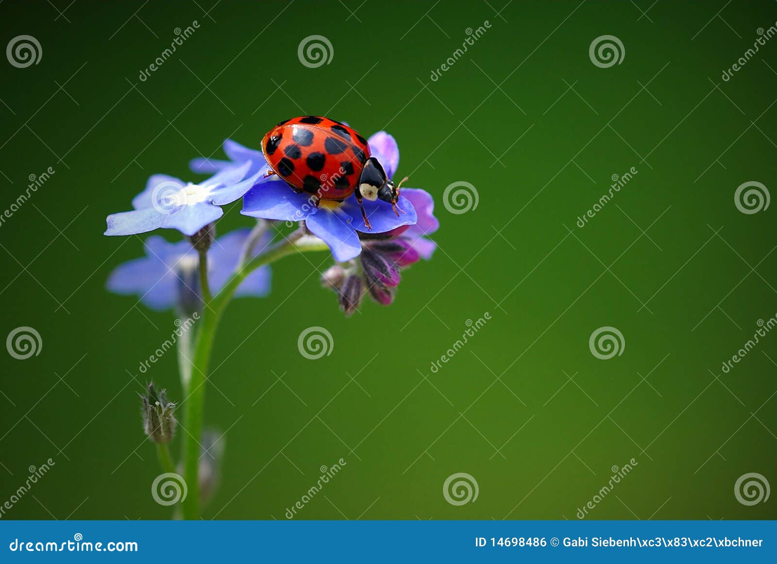 Lady Bird stock photo. Image of entomology, macro, black 14698486