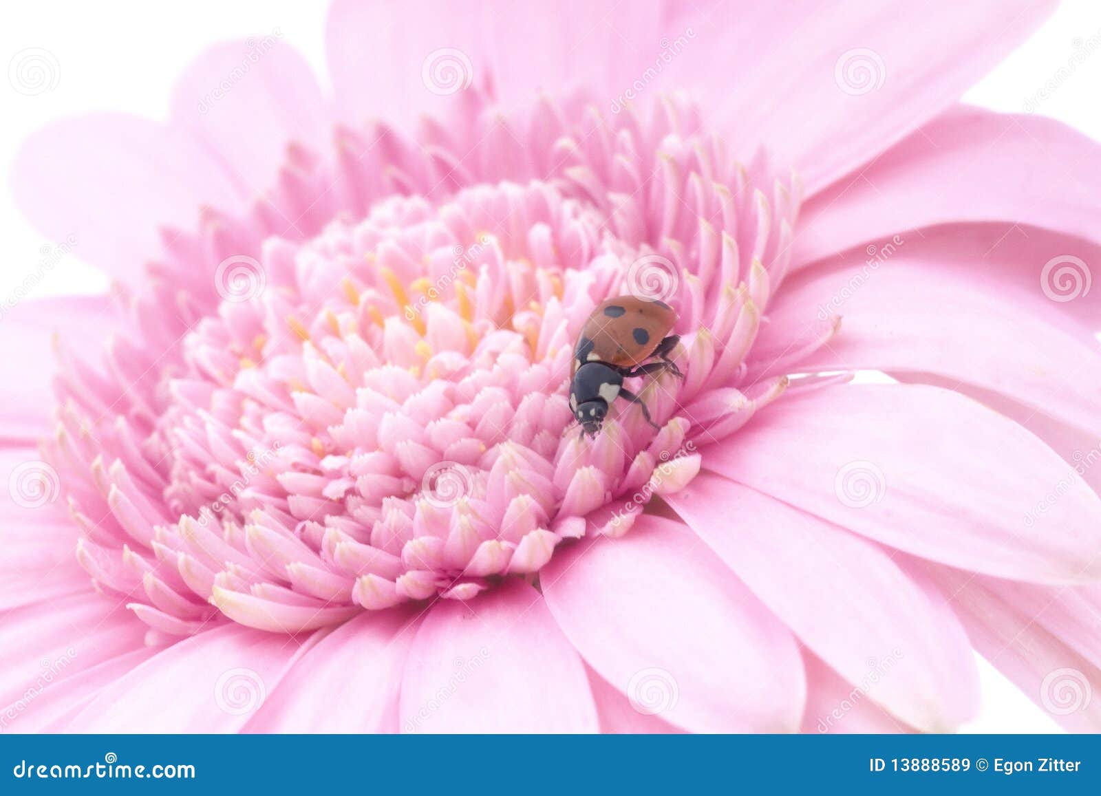 Lady bug pink gerbera stock image. Image of bloom, detail 13888589