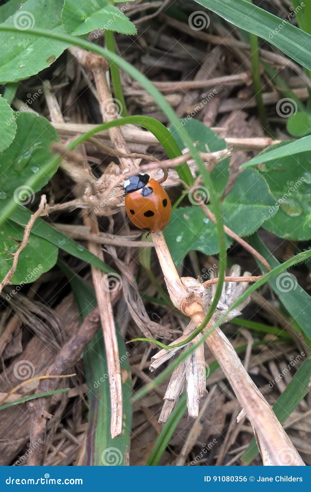 looks like coccinellida in south carolina looks like coccinellida in south carolina