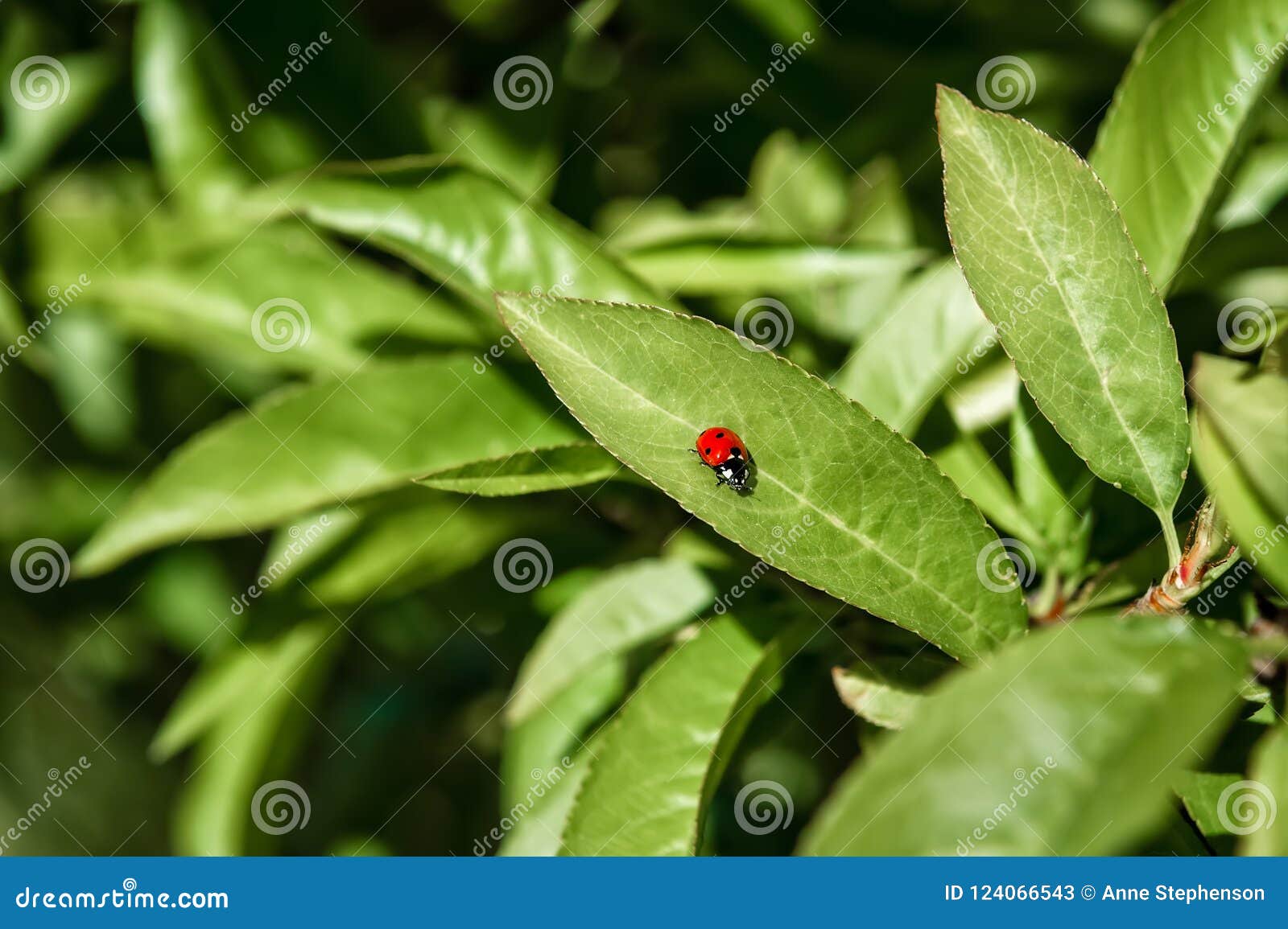 a lady bug crawls along a fruit tree leaf searching for food.