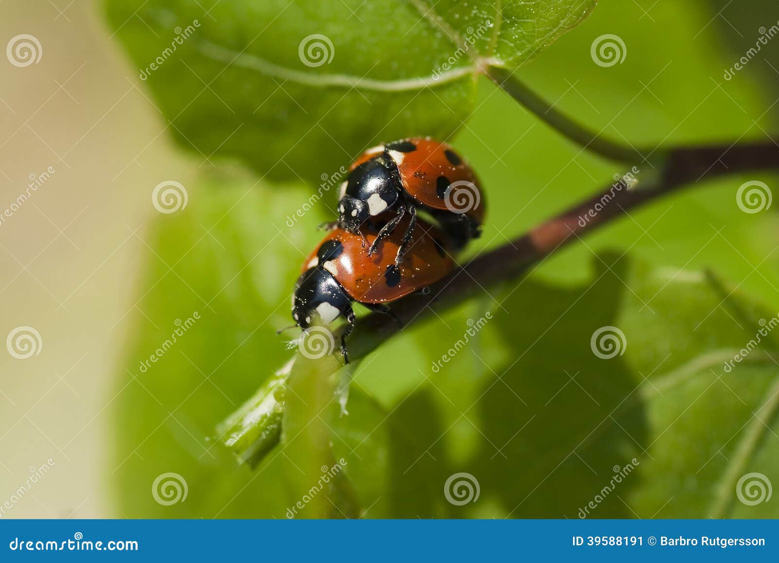 Lady Bugs RoyaltyFree Stock Photography 39588191