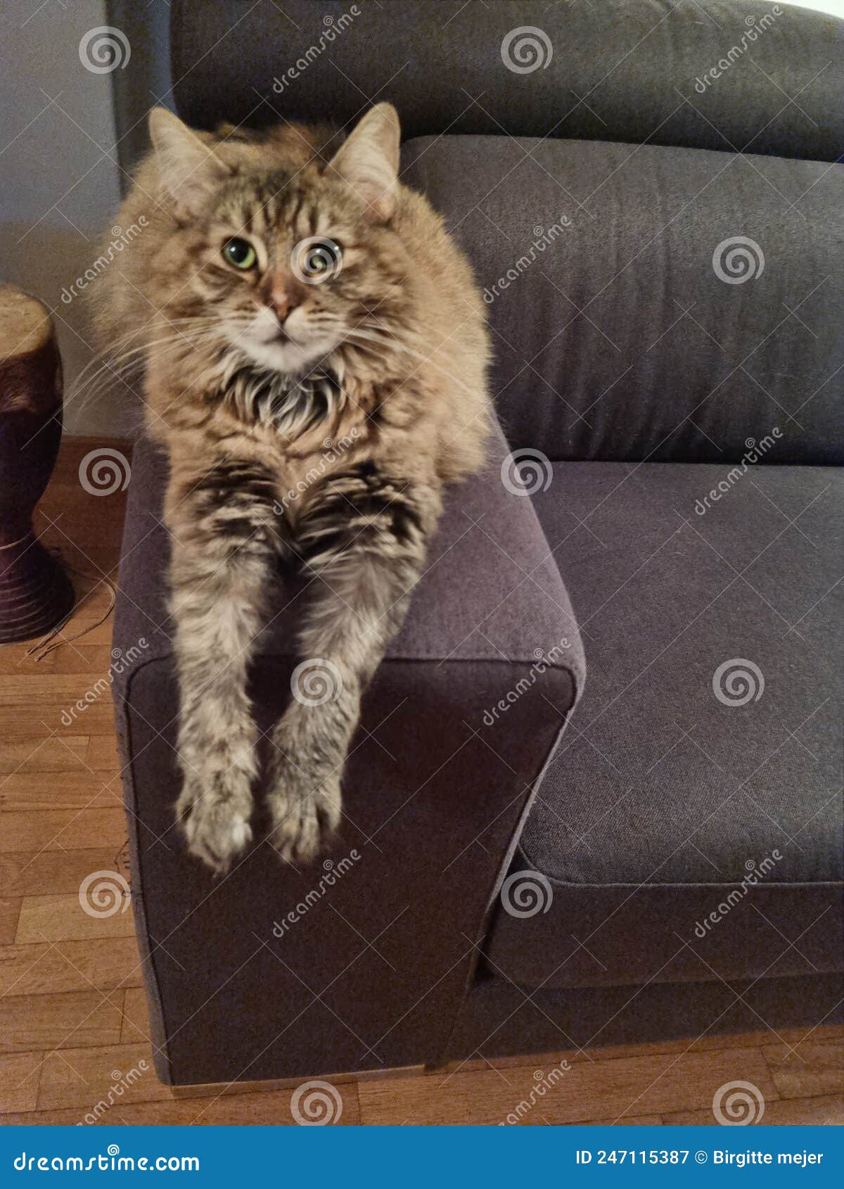 A Lady cat stock image. Image of animal, carnivore, furniture 247115387