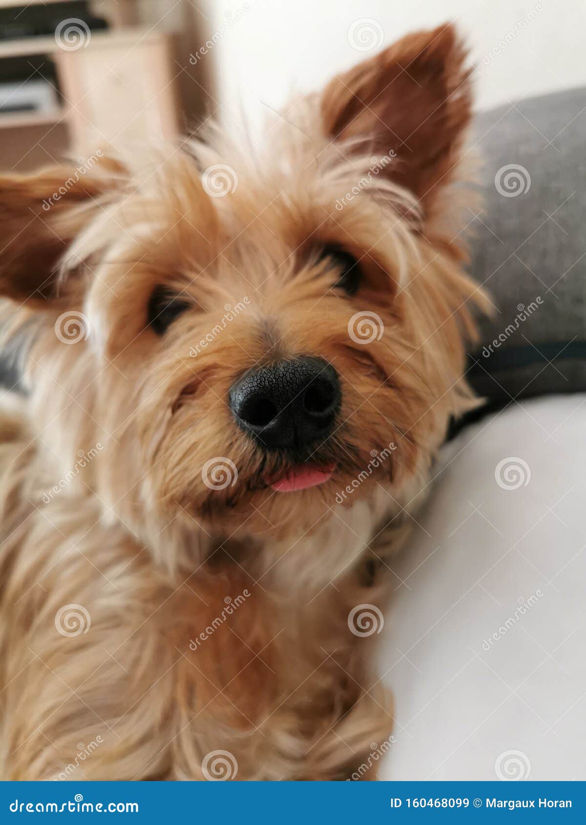lady chienne yorkshire terrier