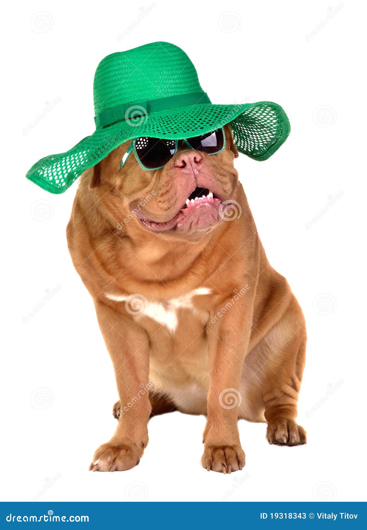 Dog Sun Hat Royalty-Free Images, Stock Photos & Pictures