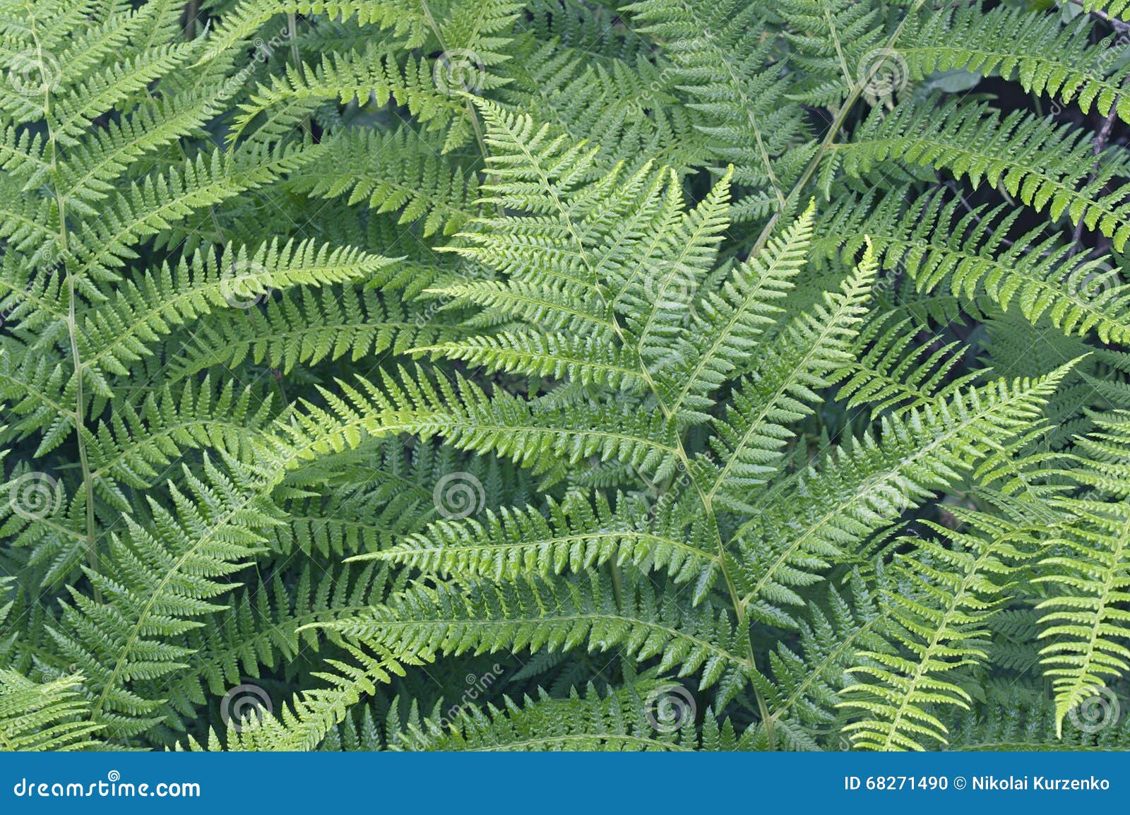 lady fern (athyrium brevifrons)